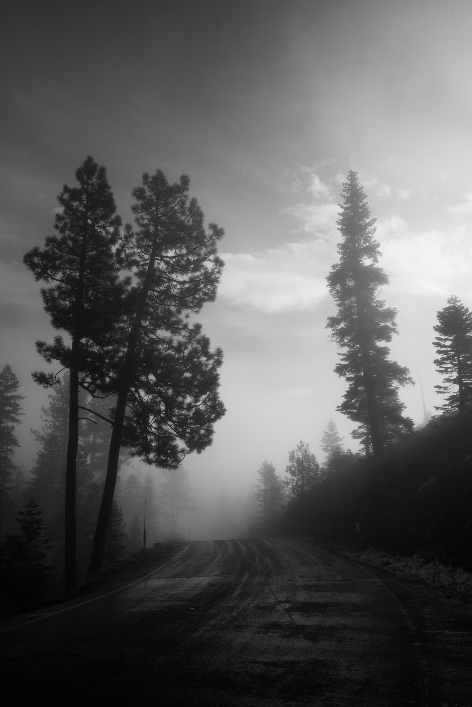 Edin Chavez black and white photograph of mist and tall trees along a forest track in the Lake Tahoe collection
