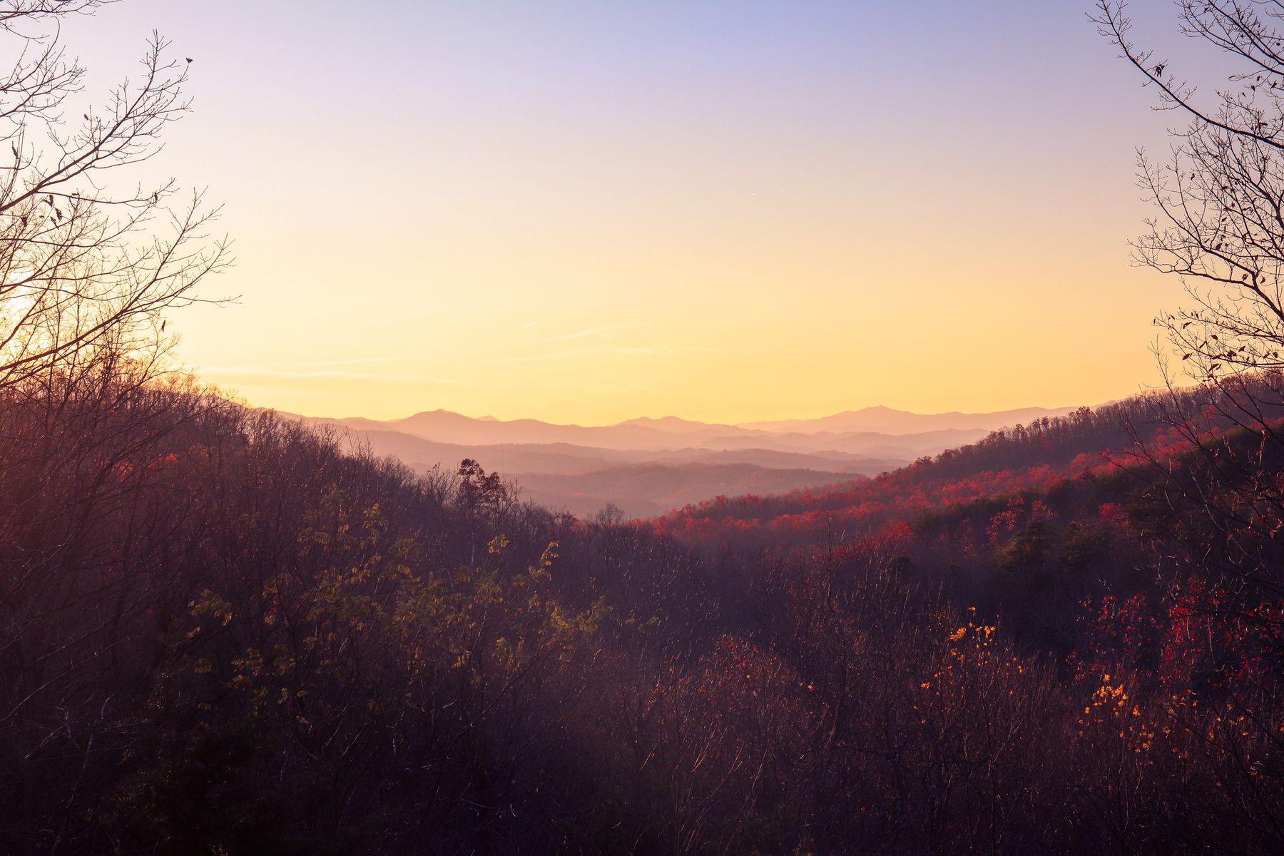 Layered blue ridges of the Great Smoky Mountains at sunrise, framed by branches