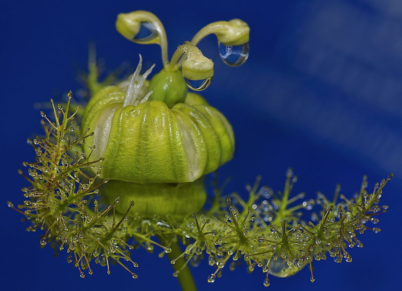 Water droplets clinging to a passion flower bud and its tendrils against a deep blue background