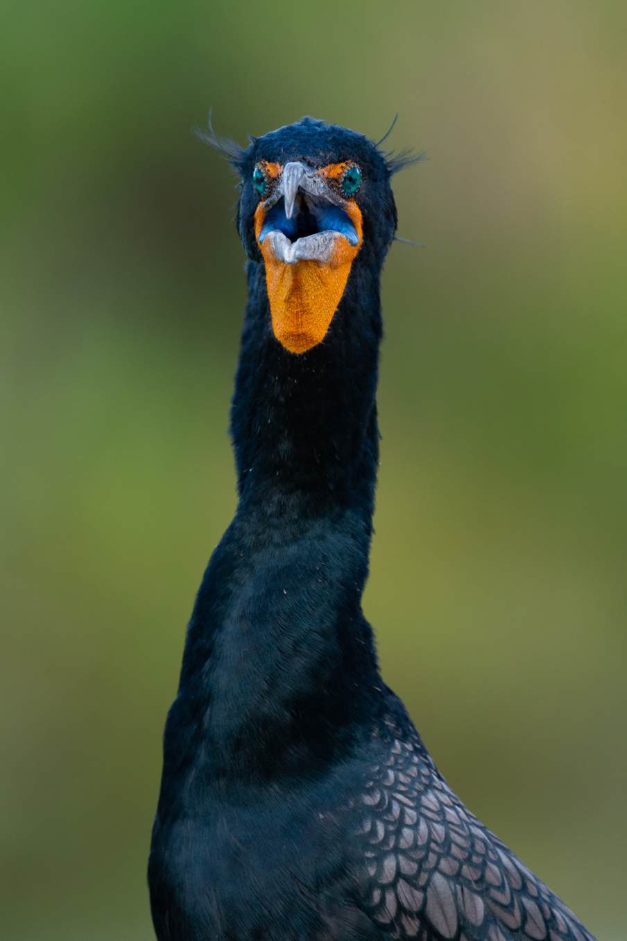 Anhinga Trail: birds at eye level