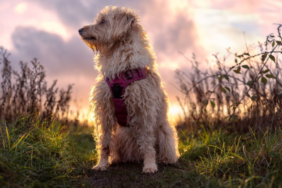Fluffy dog in a pink harness rim-lit by sunset among grasses