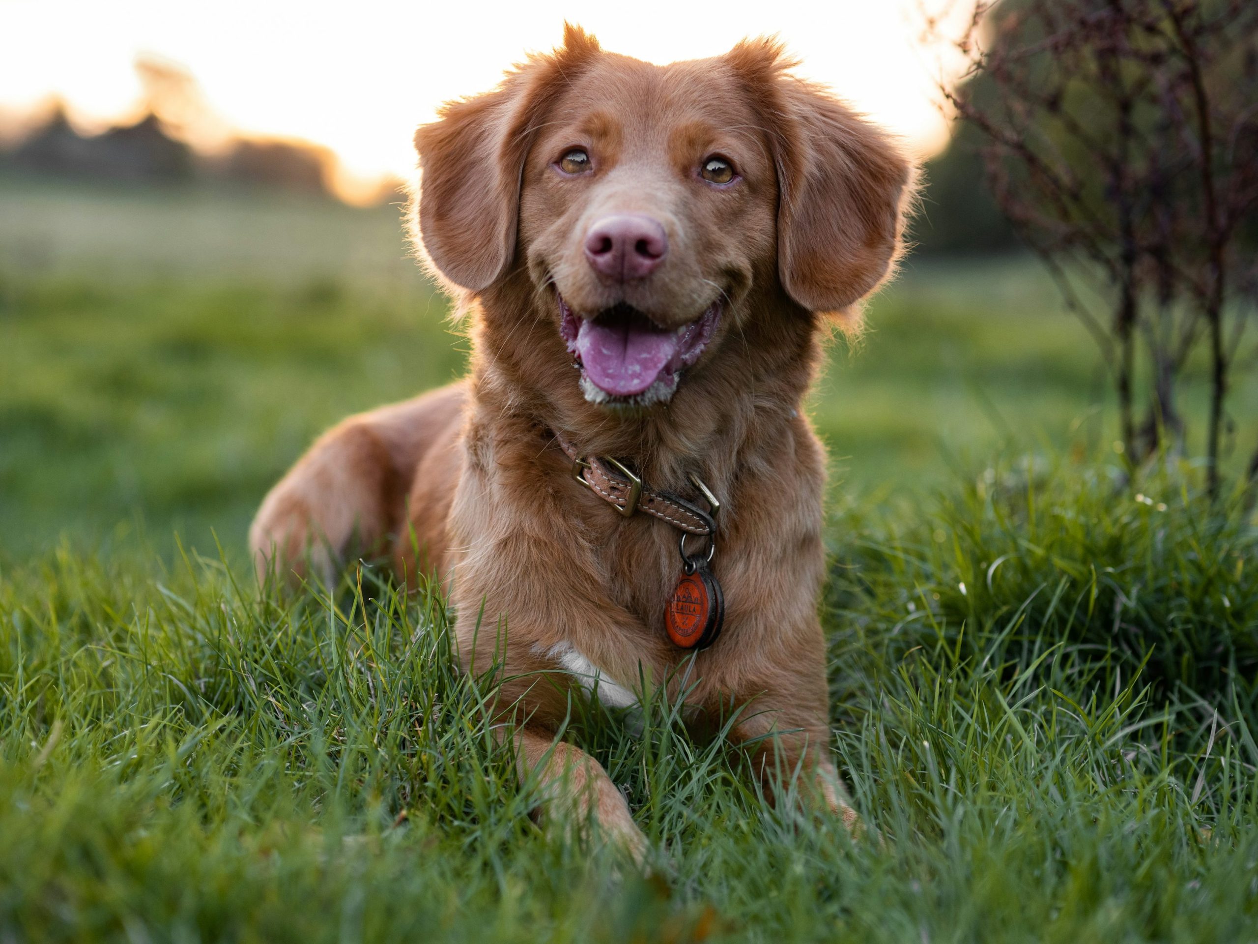 A brown dog sitting in grass in warm outdoor light.
