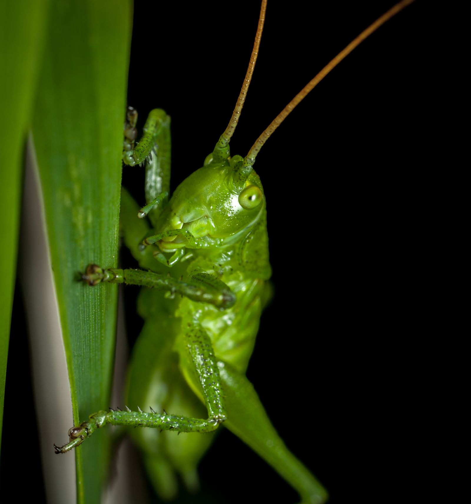 Green katydid clinging to a blade of grass, brightly lit against a dark background, with long brown antennae