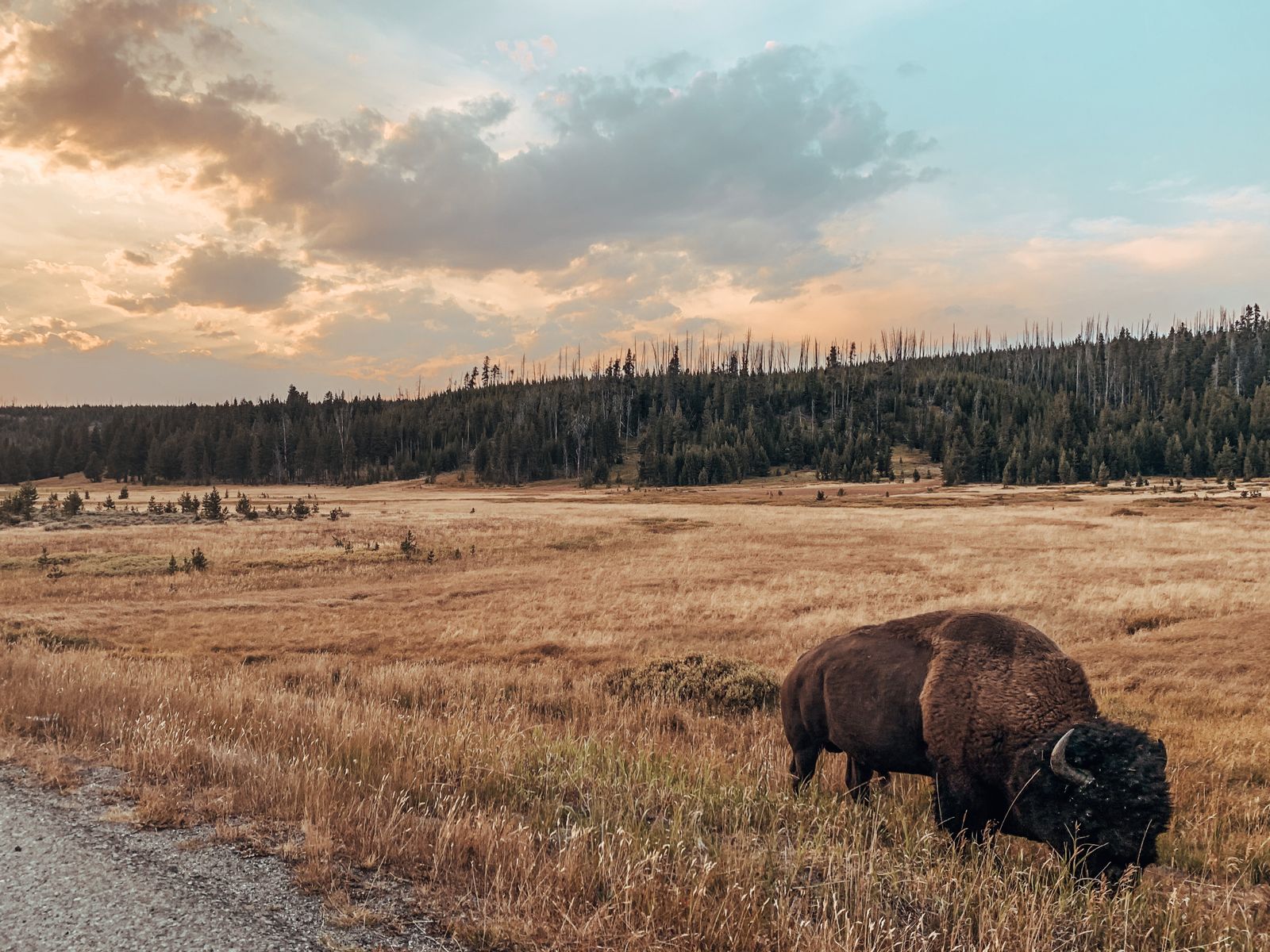 Bison grazing in a golden meadow at sundown in Yellowstone