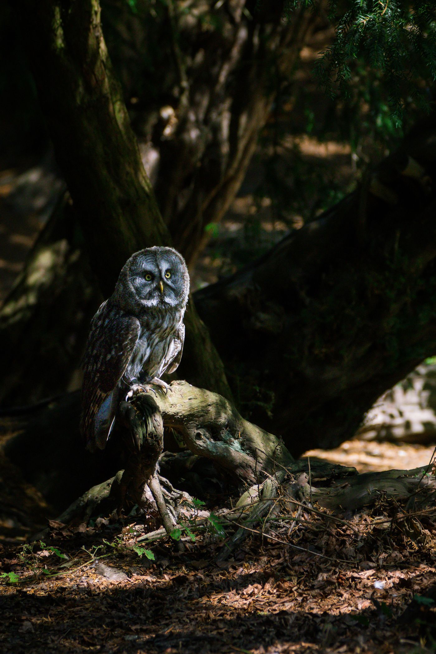 A great grey owl perched on a mossy stump in dark woodland.