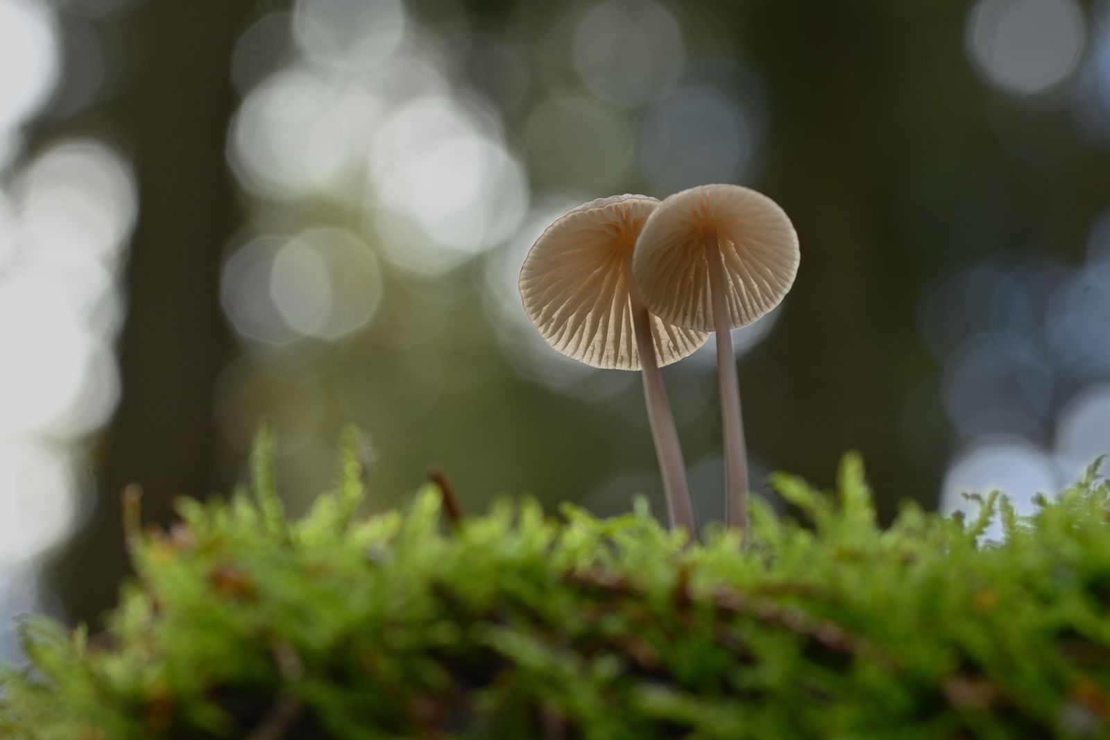 Two slender pale mushrooms rising from green moss, with a soft blurred forest background full of light spots