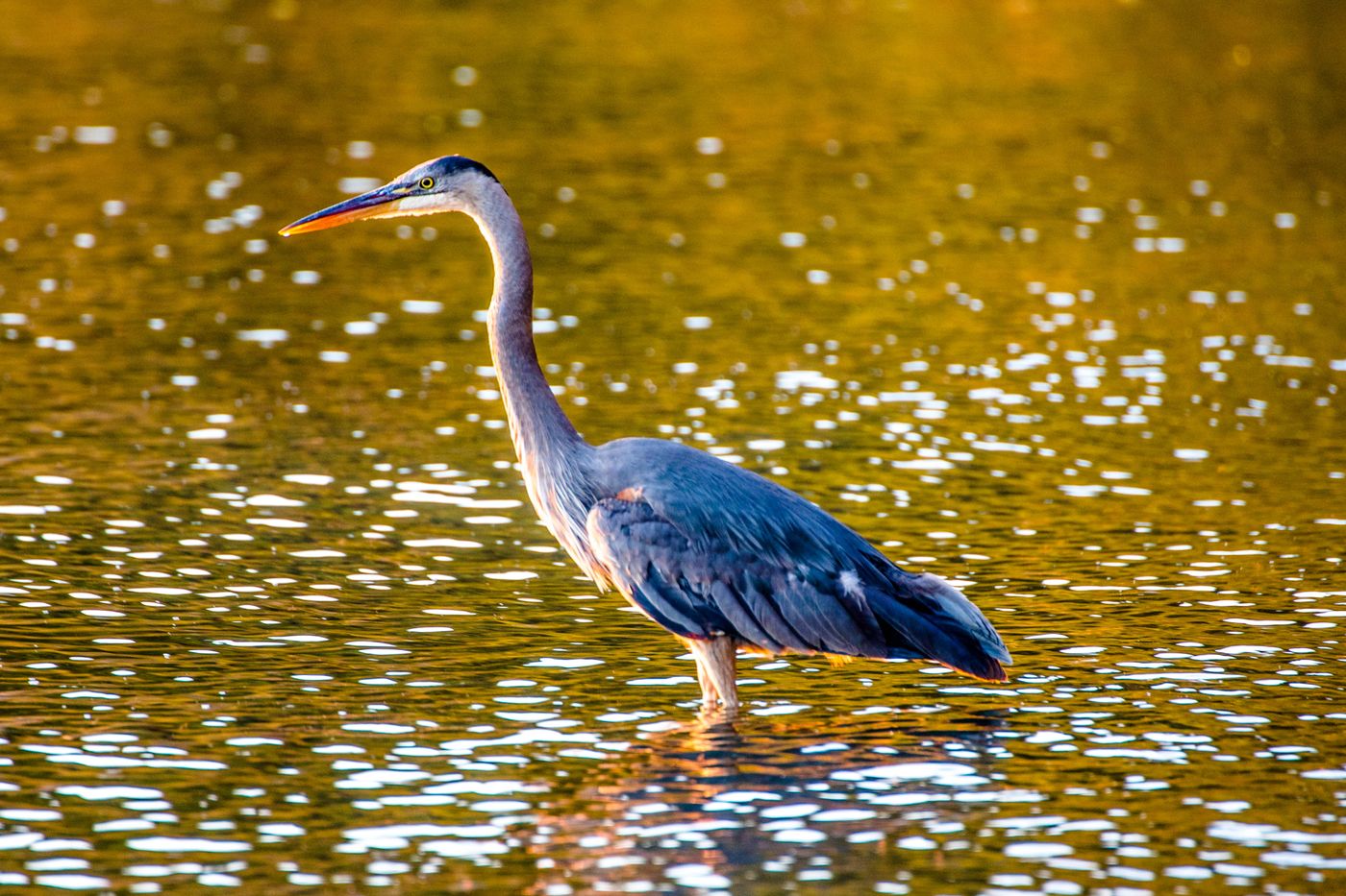 A great blue heron standing in shallow, golden-lit water.