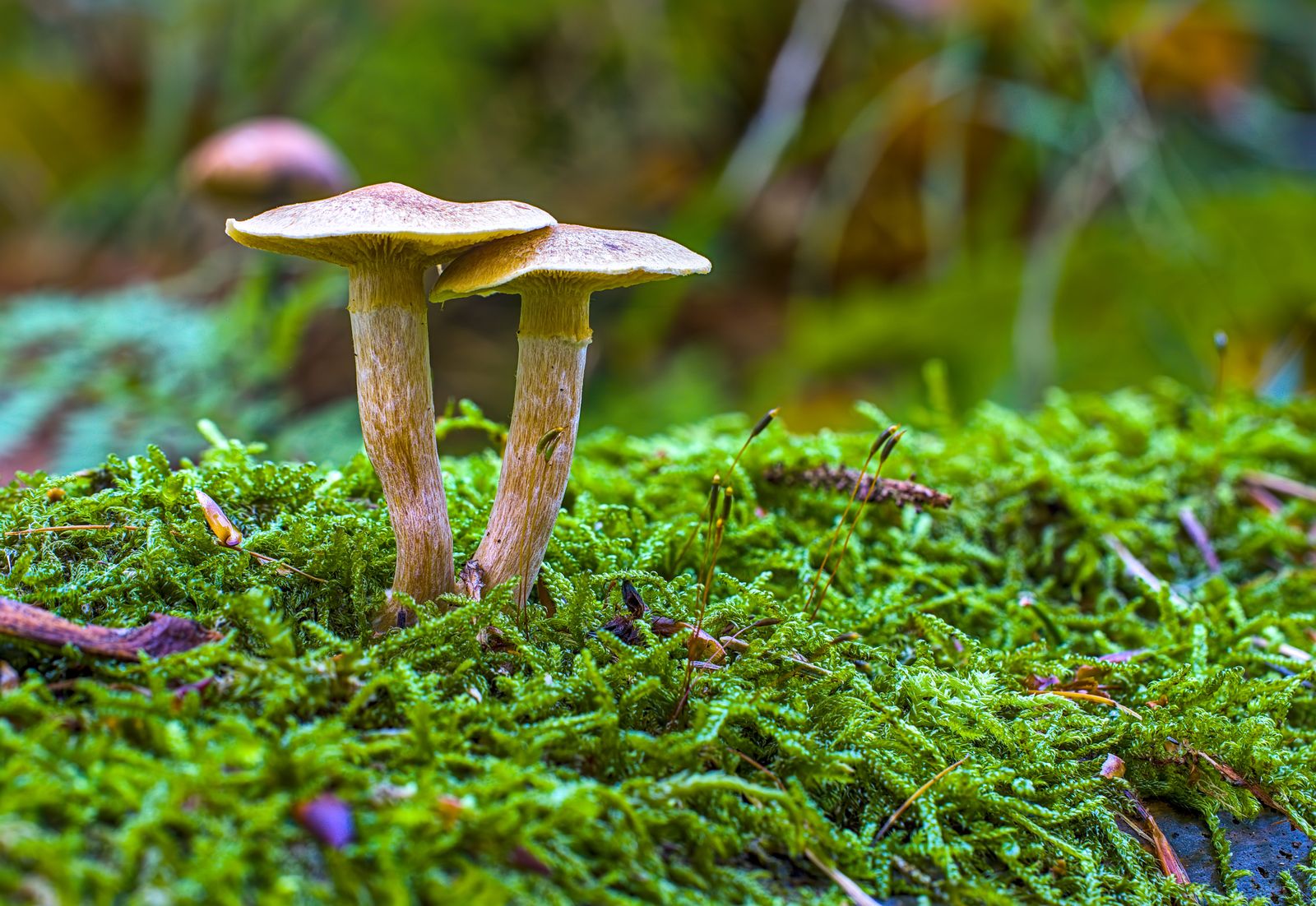 Two small brown mushrooms with tall thin stems growing from a bed of bright green moss on a forest floor