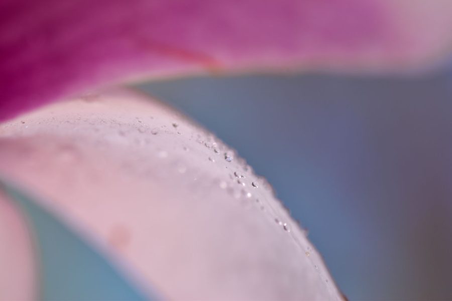 Macro Fine Art Photography
