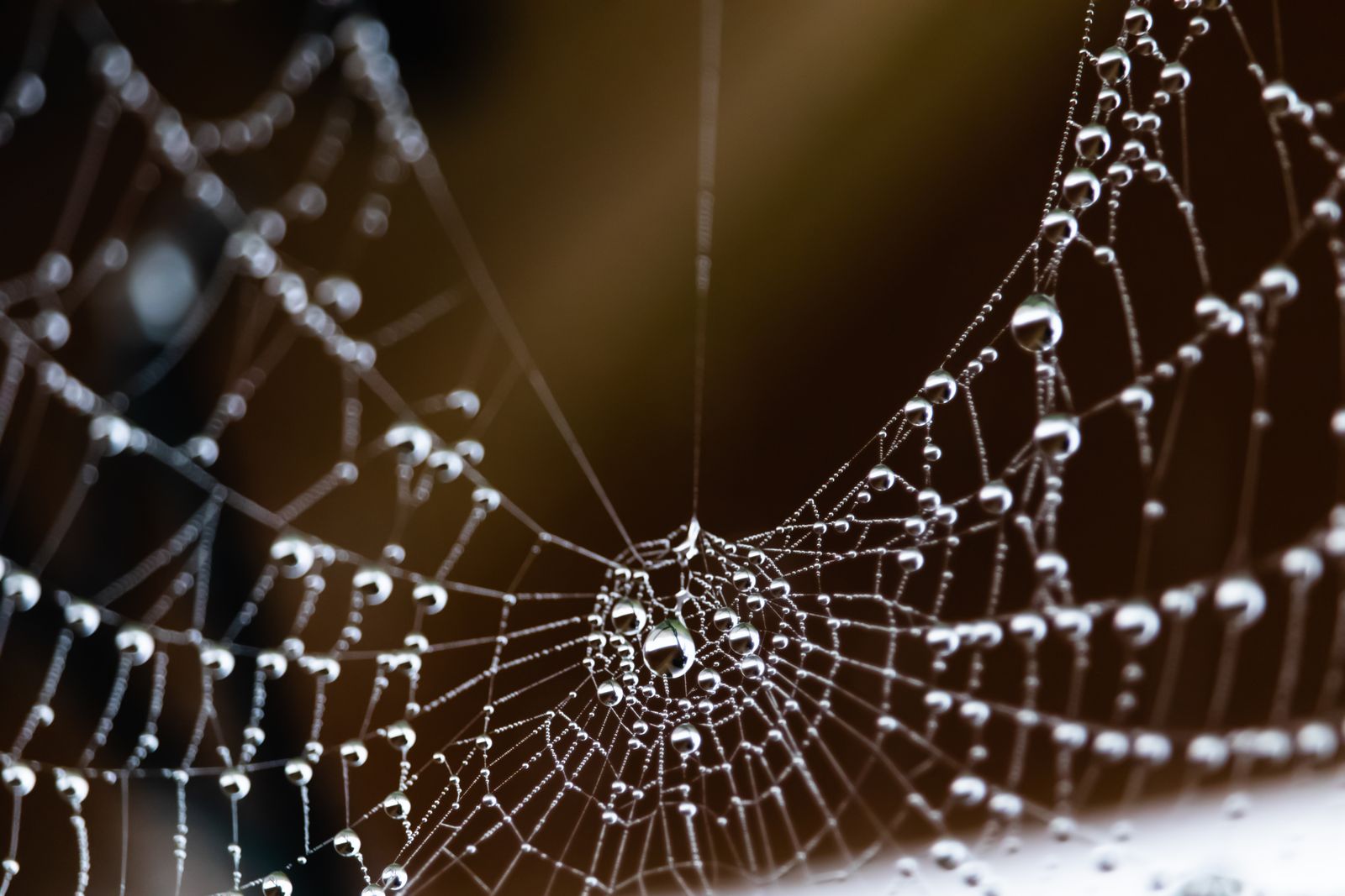 Detailed macro shot of a spider web covered in dew droplets against a dark brown background