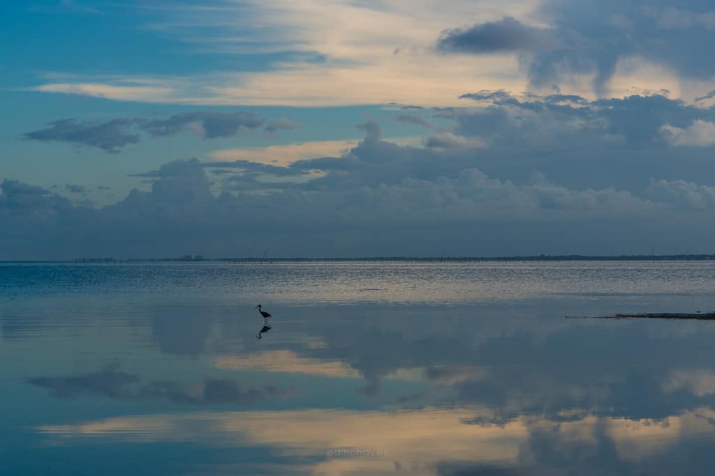 Bird standing in shallow water beneath blue clouds reflected across a calm Miami shoreline