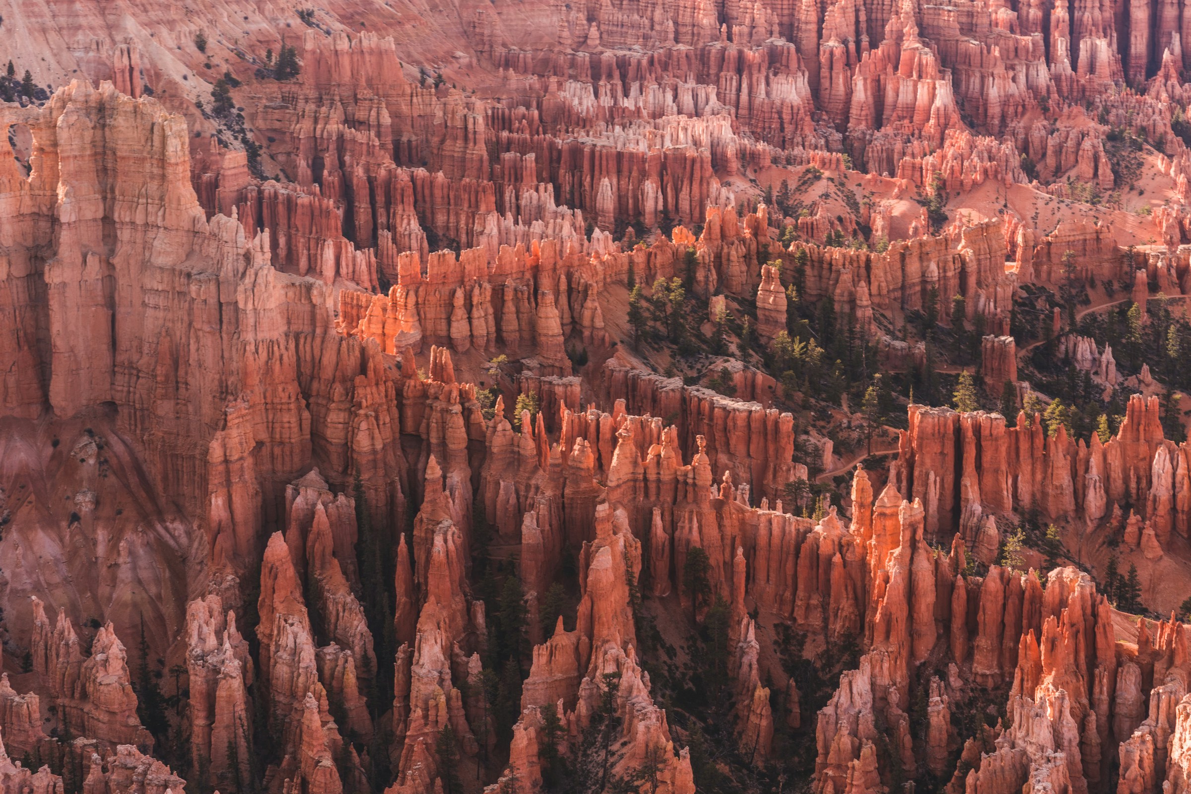 First light striking the hoodoo tops at Sunrise Point, Bryce Amphitheater