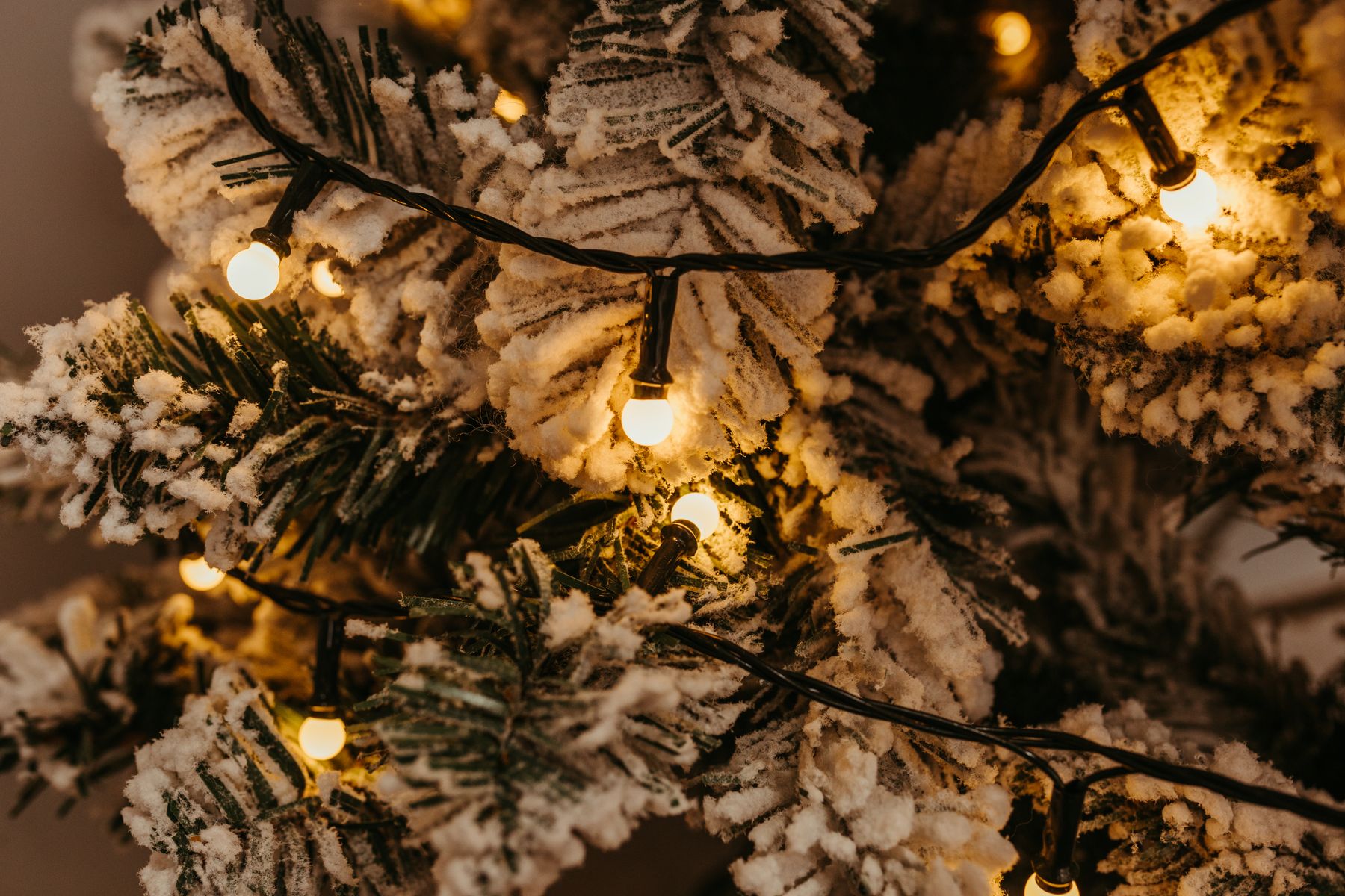 Warm globe lights on snow-covered evergreen branches