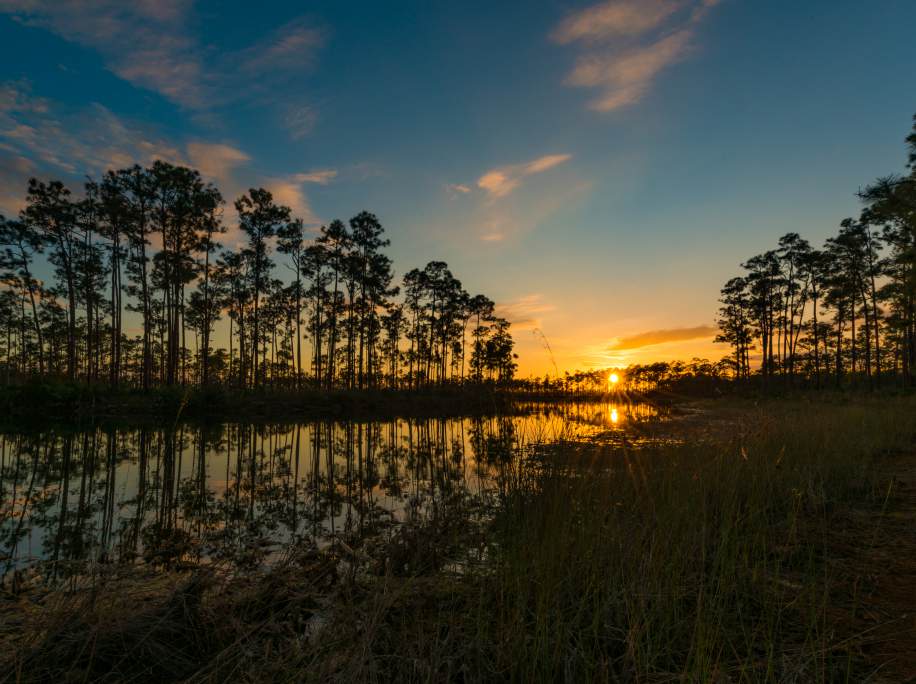 Long Pine Key: pines and reflected color