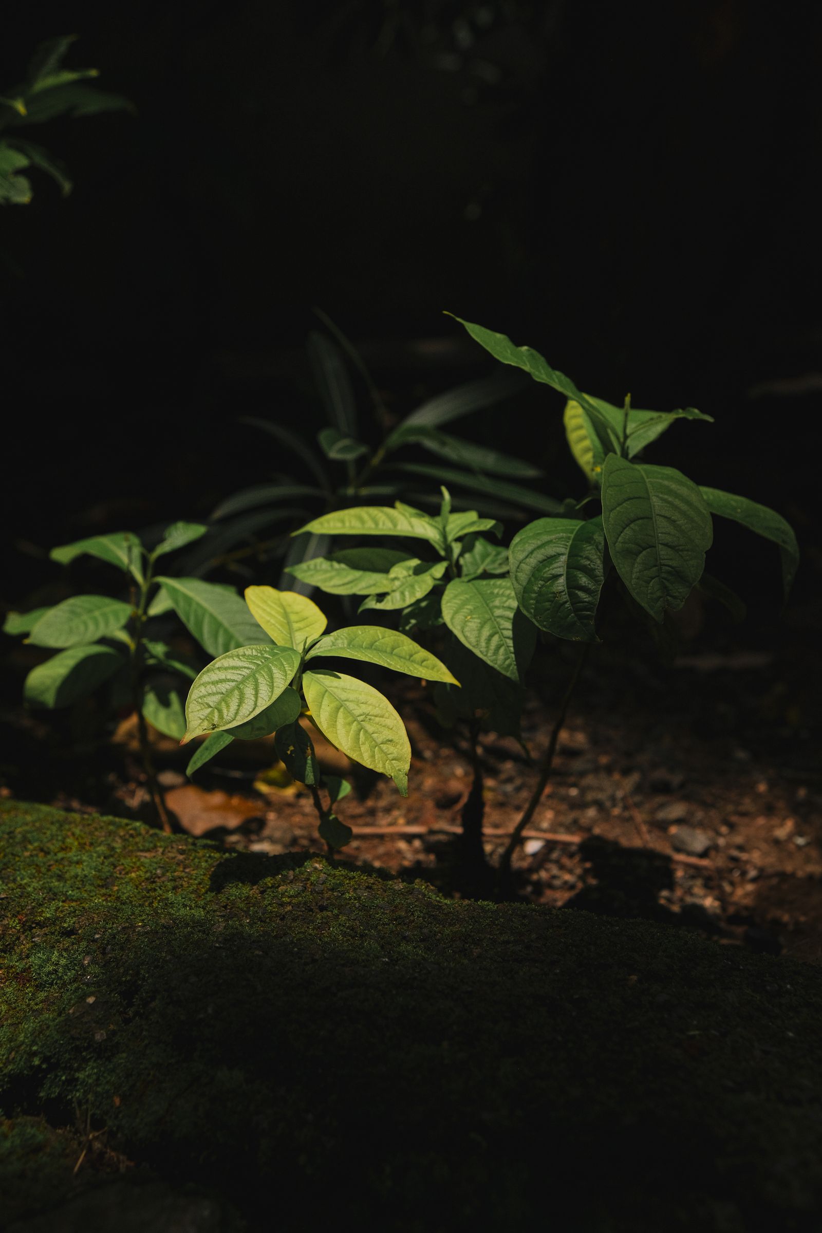 Young green saplings in dappled sunlight