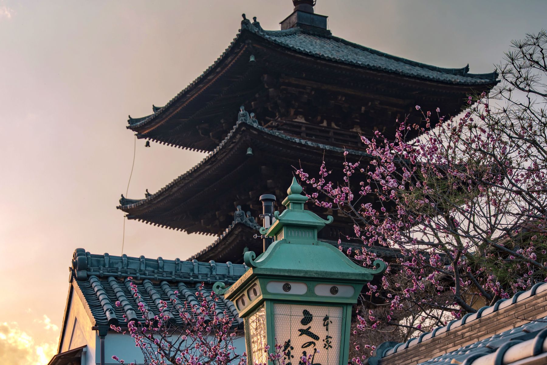 Yasaka Pagoda in Kyoto framed by cherry blossom at sunset
