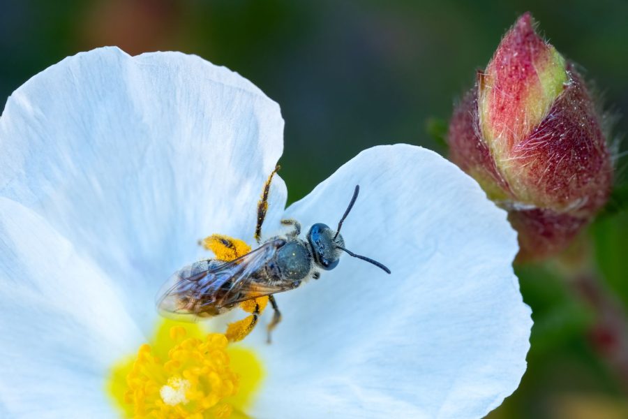 Unveiling the Hidden World: Mastering Macro Photography in Natural Landscapes