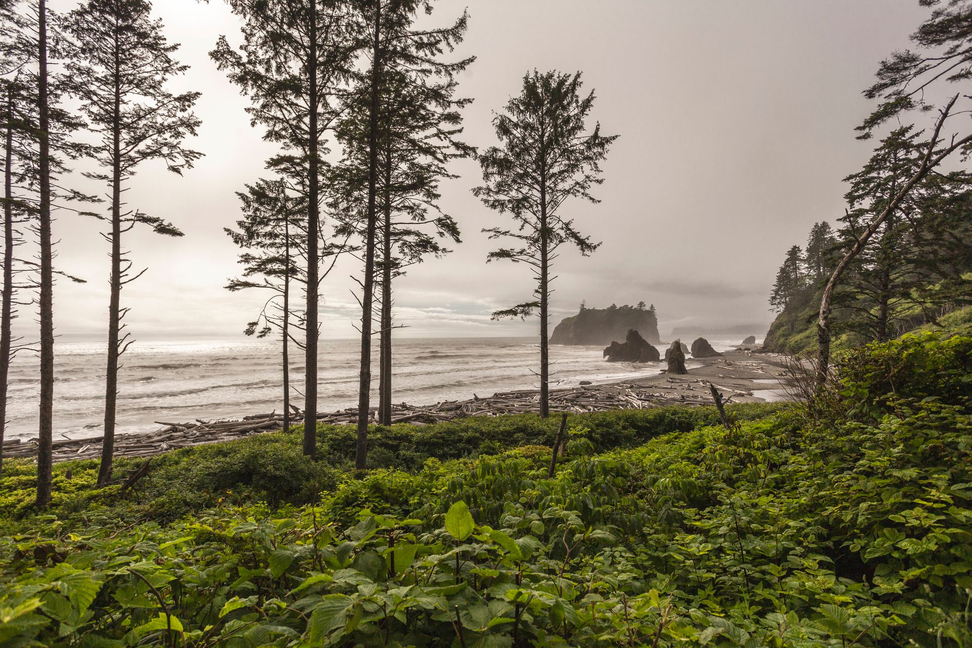 Sea stacks on Ruby Beach framed by coastal evergreens