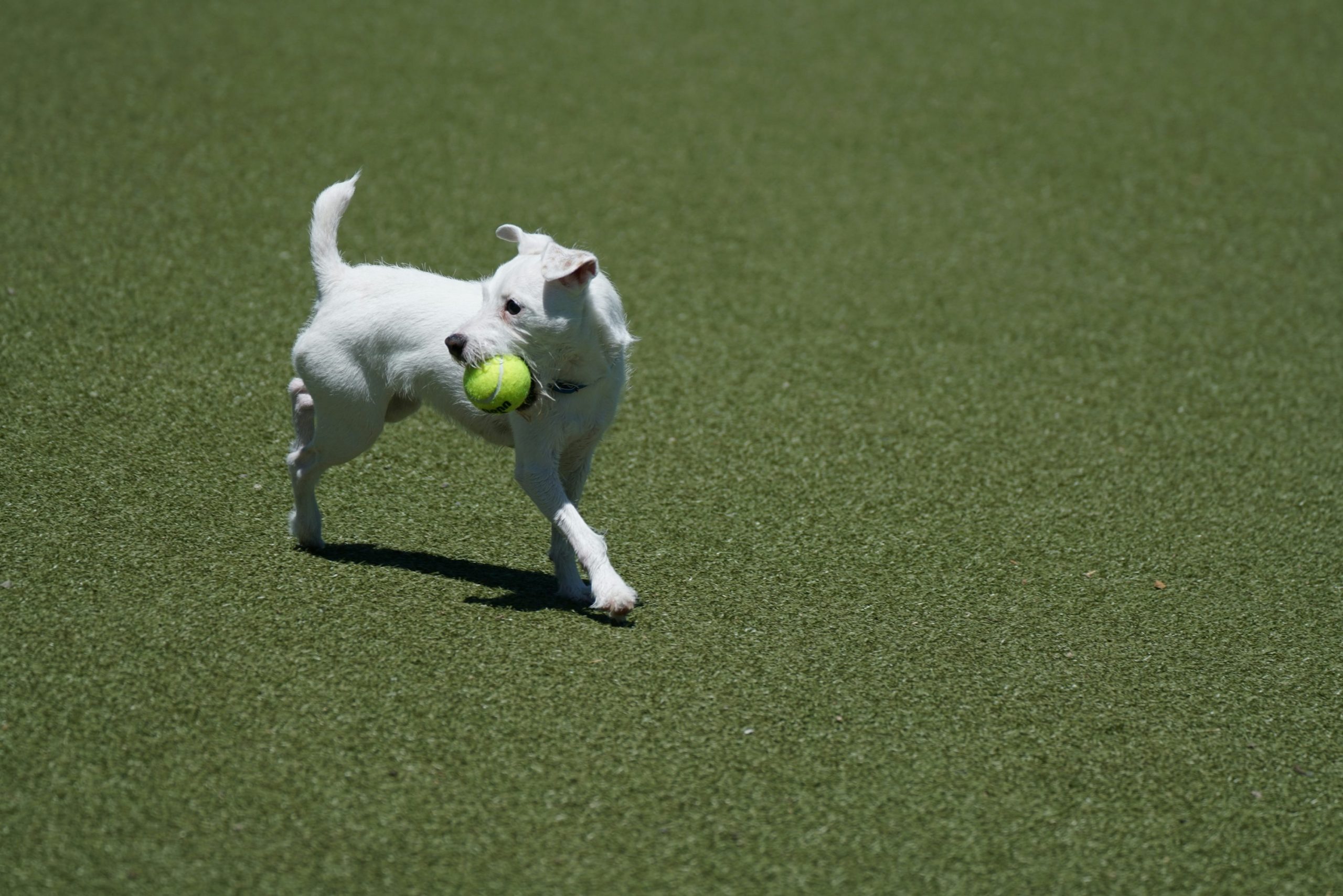 A white dog running across grass with a tennis ball in its mouth.