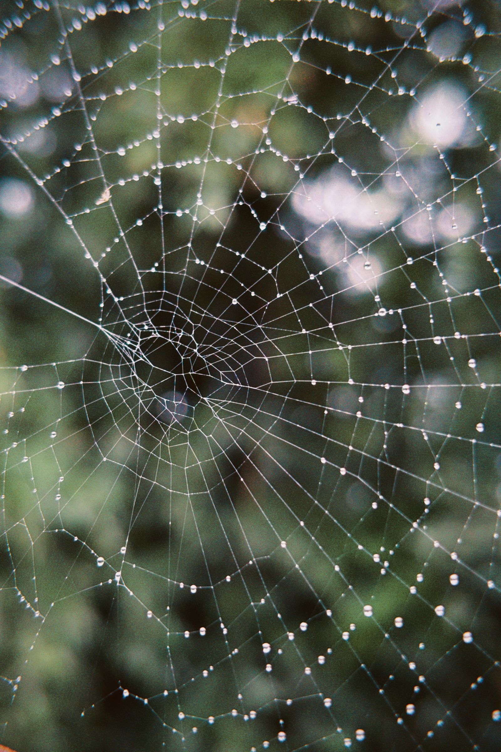 Macro photo of a spider web covered in dew drops with a soft green blurred background