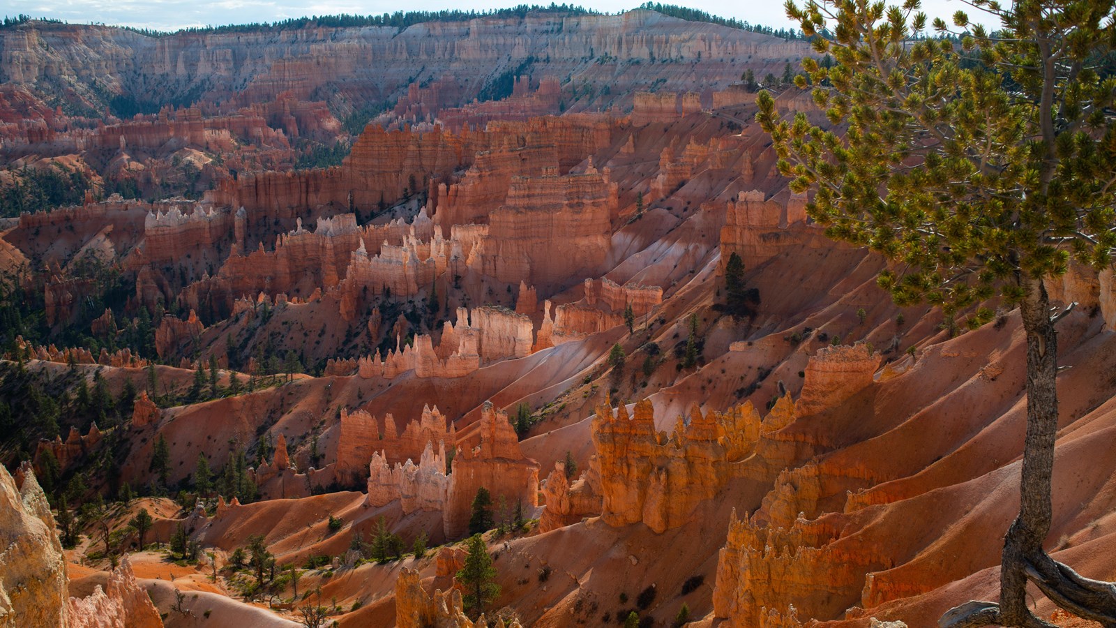 Sunrise Point hoodoos and exposed tree roots above the Bryce Canyon amphitheater