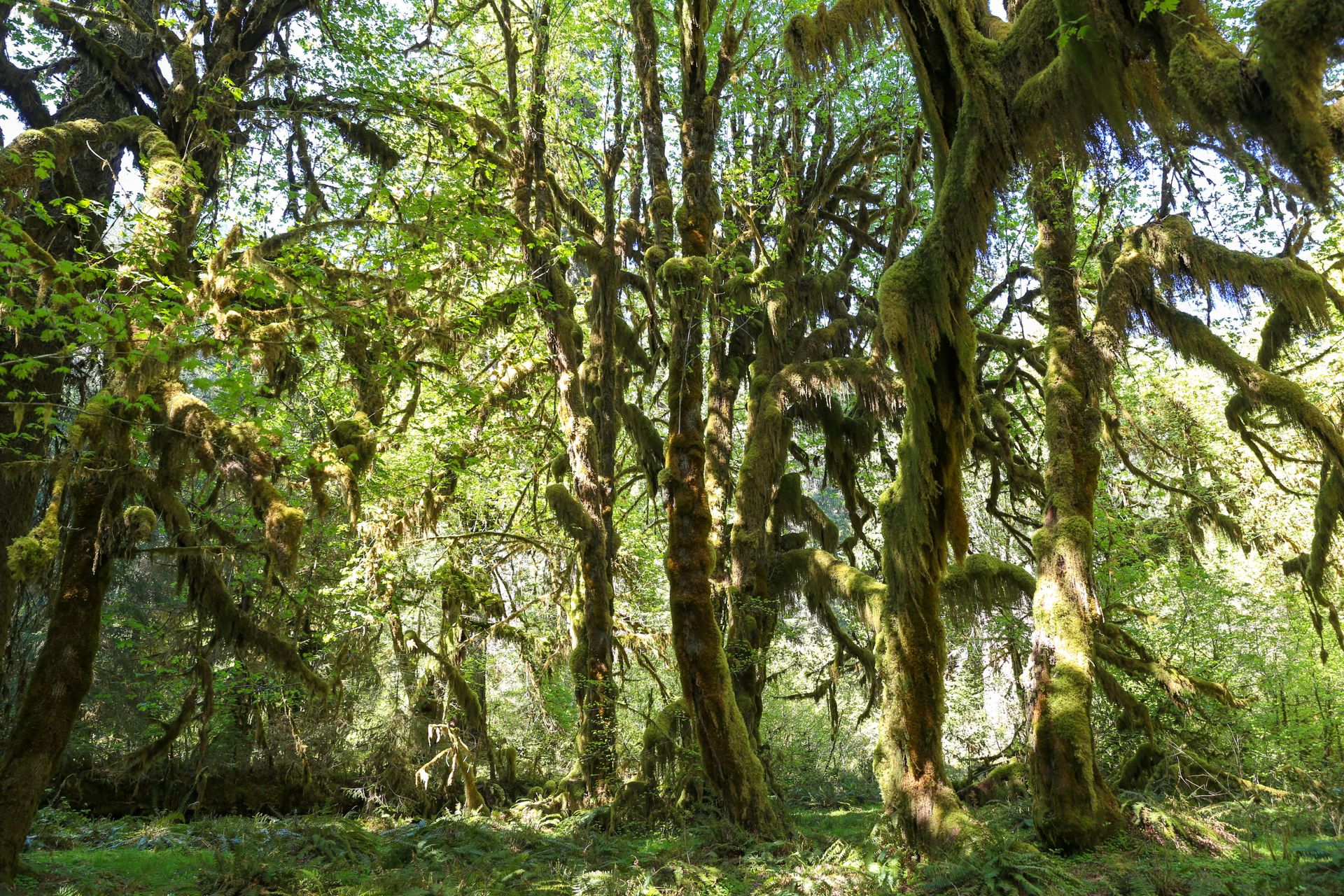 Moss-draped maples in the Hoh Rainforest
