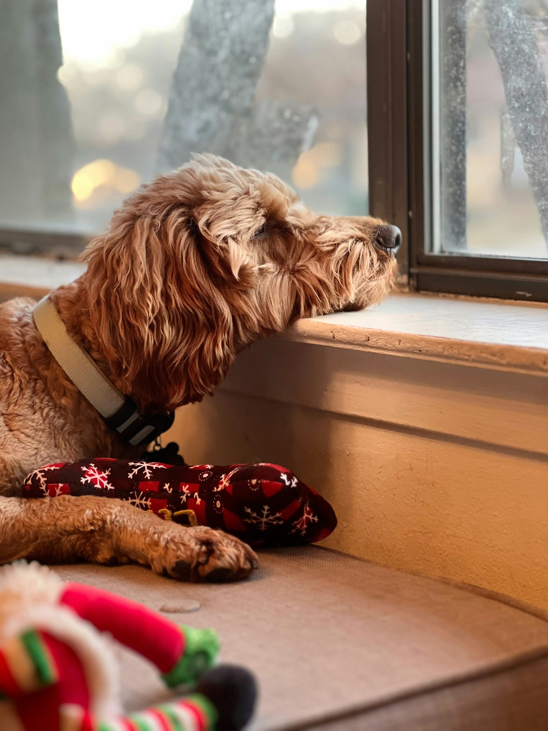 A dog resting beside a window and looking outside.