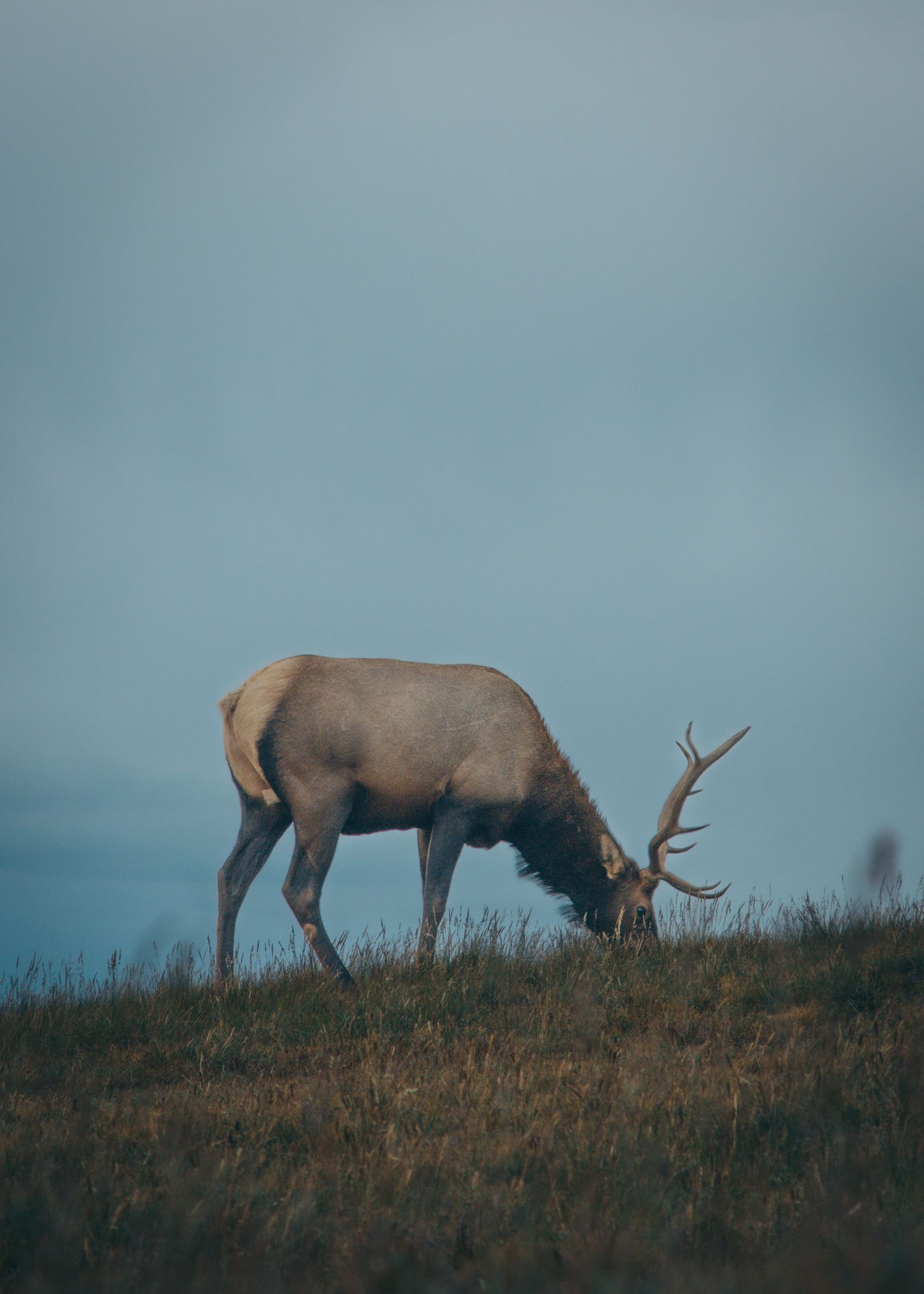 Bull elk grazing on a hilltop against a dusky sky near Estes Park