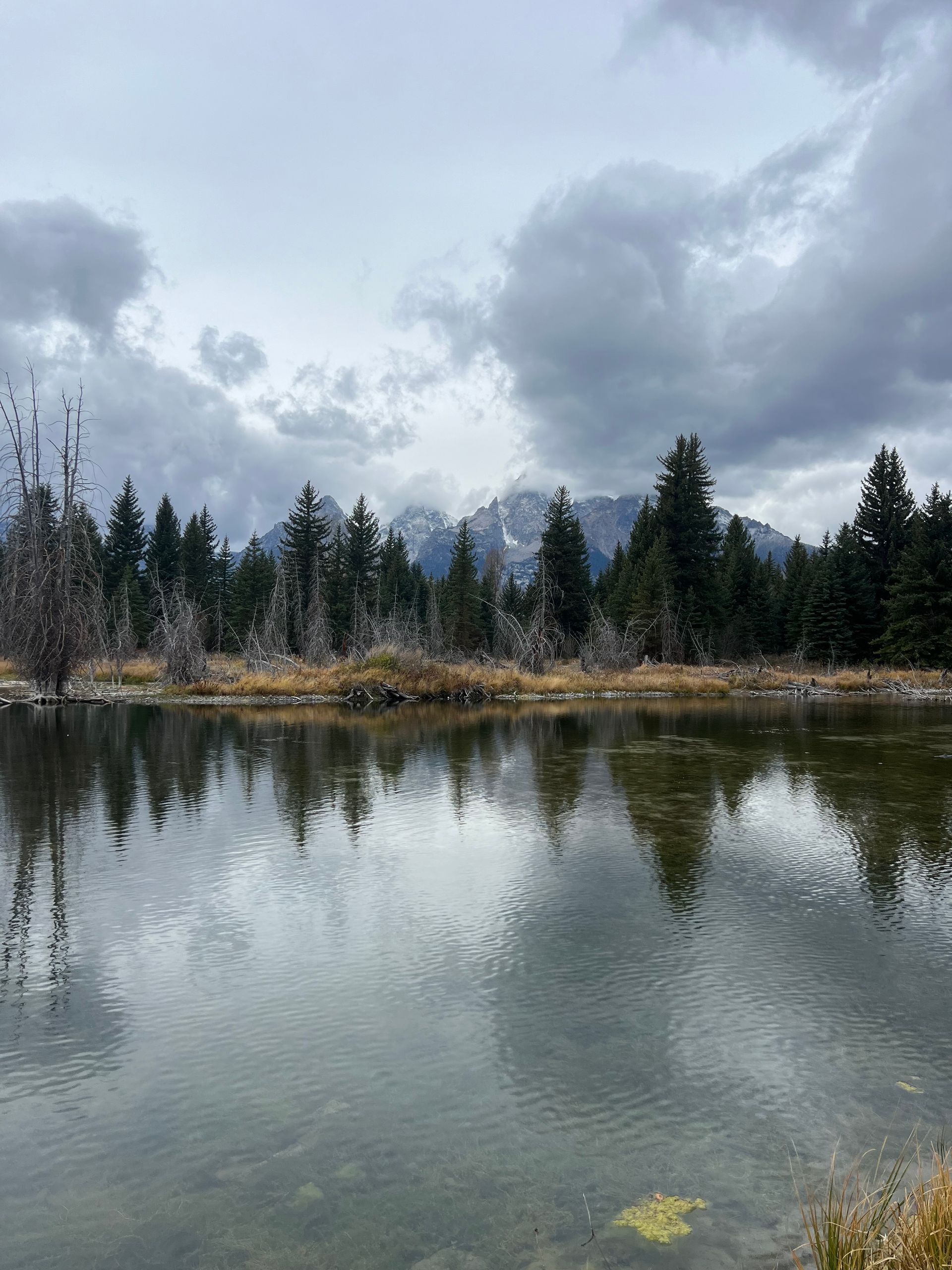 The Teton range reflected in a beaver pond at Schwabacher Landing