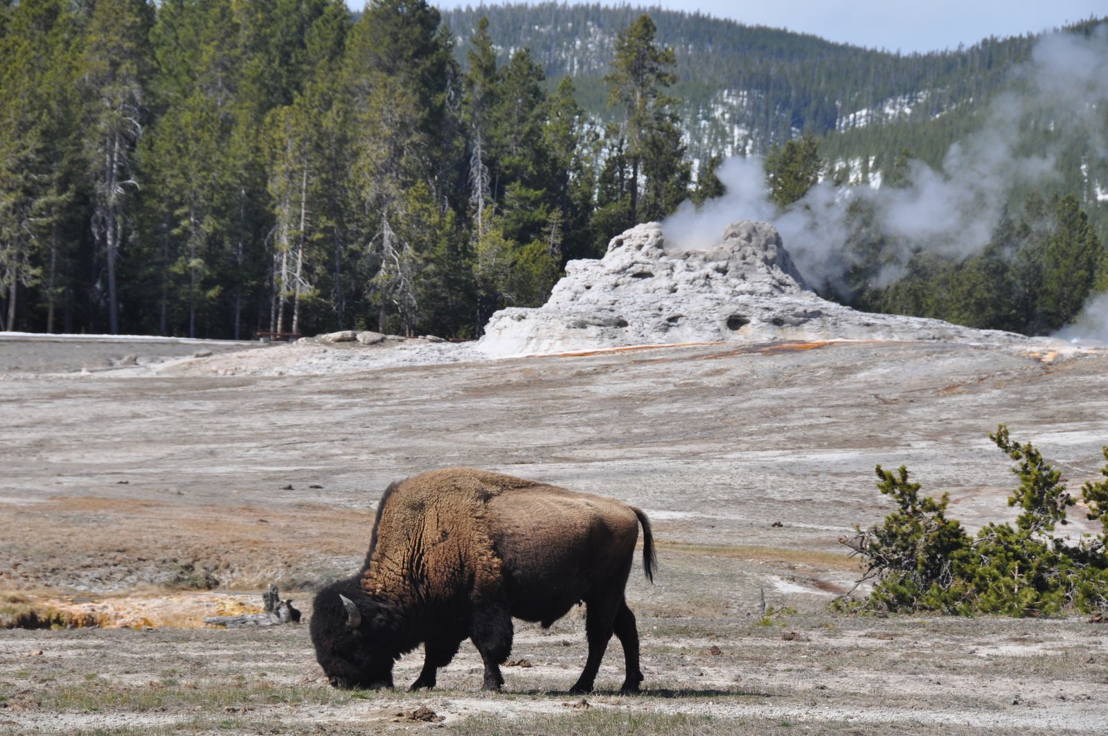 Bison grazing in front of a steaming geyser cone in Yellowstone