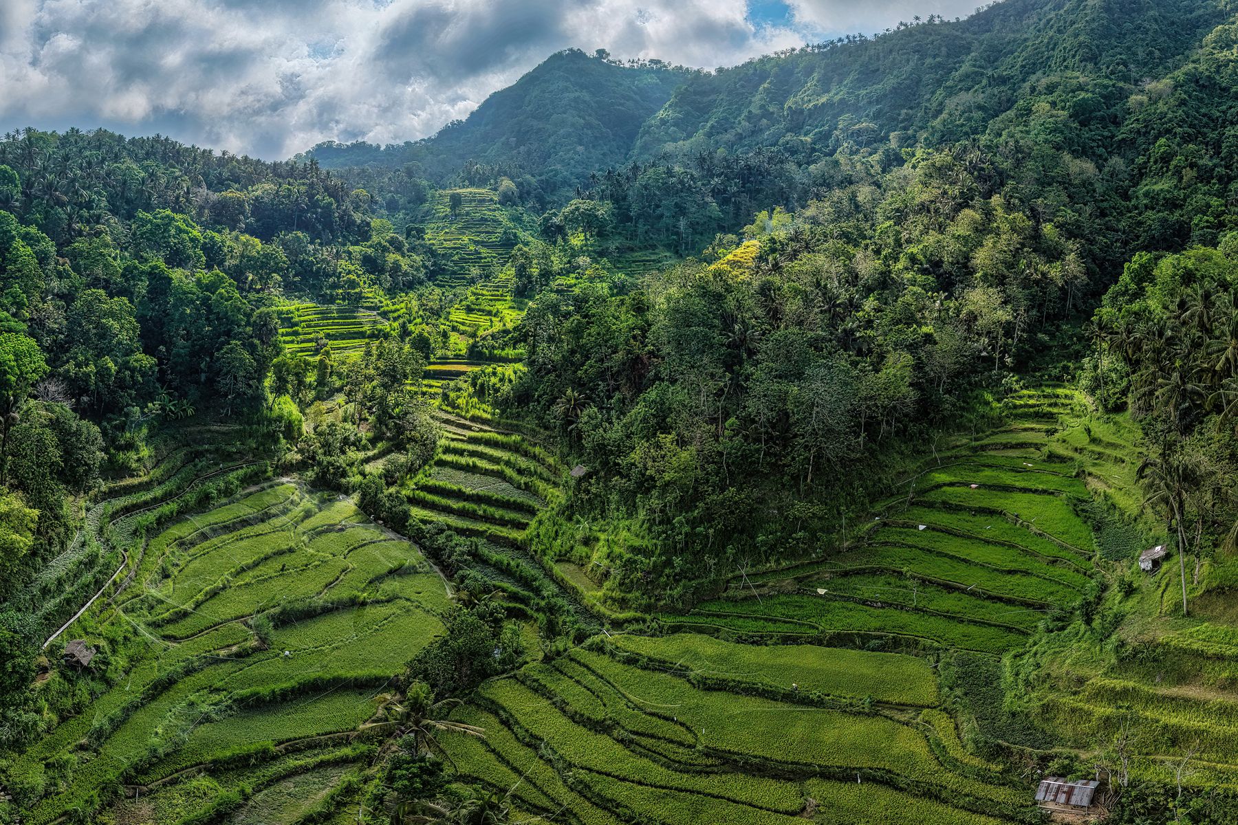Terraced rice fields on a green hillside in Bali with forested mountains behind