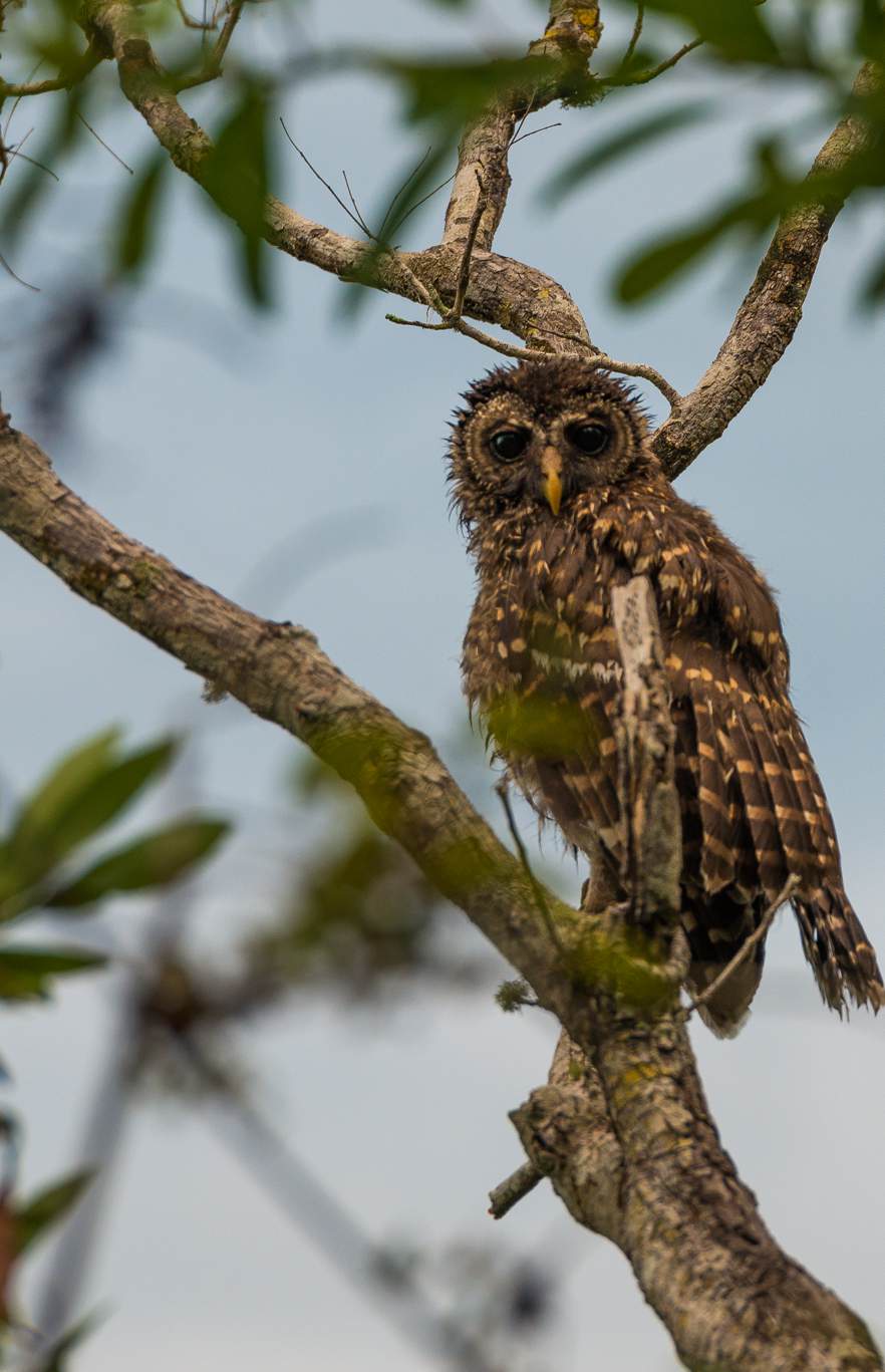 Mahogany Hammock: canopy and owls