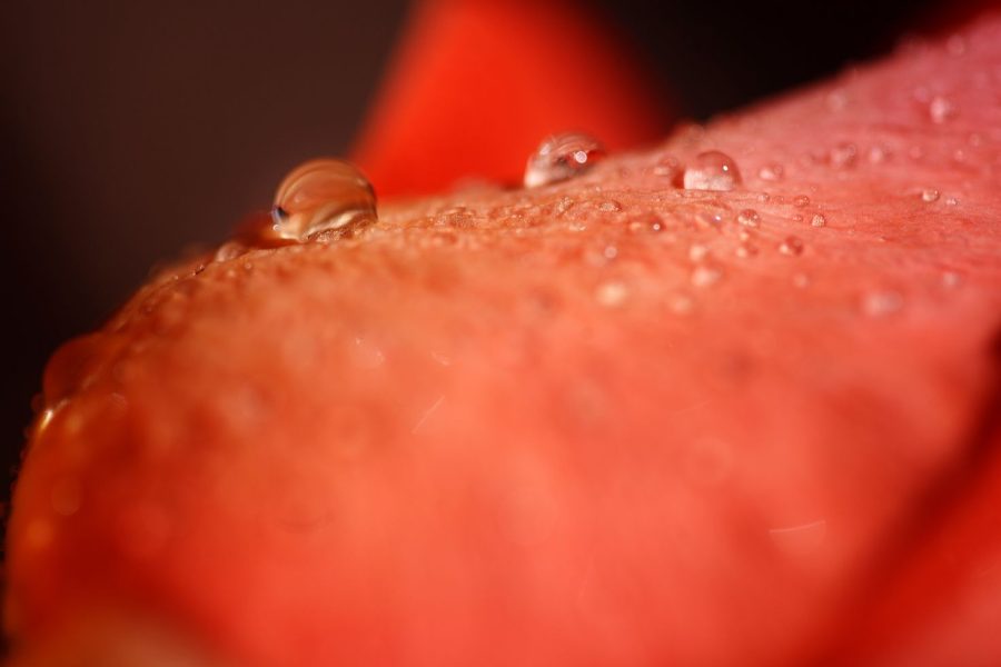 Macro Photography Settings: Aperture, ISO and Focus Stacking