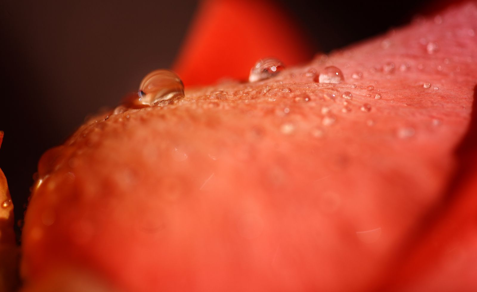 Macro Photography Settings: Aperture, ISO and Focus Stacking