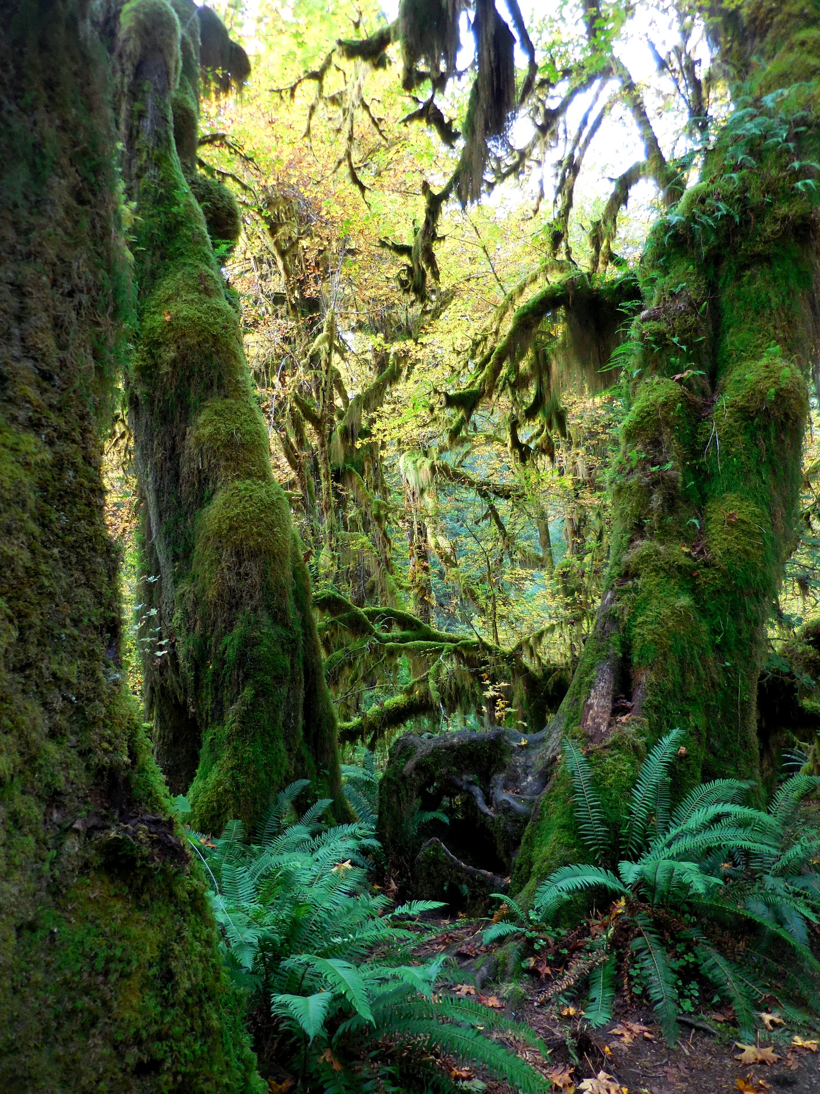 Ferns and moss-covered bigleaf maples in the Hoh Rain Forest