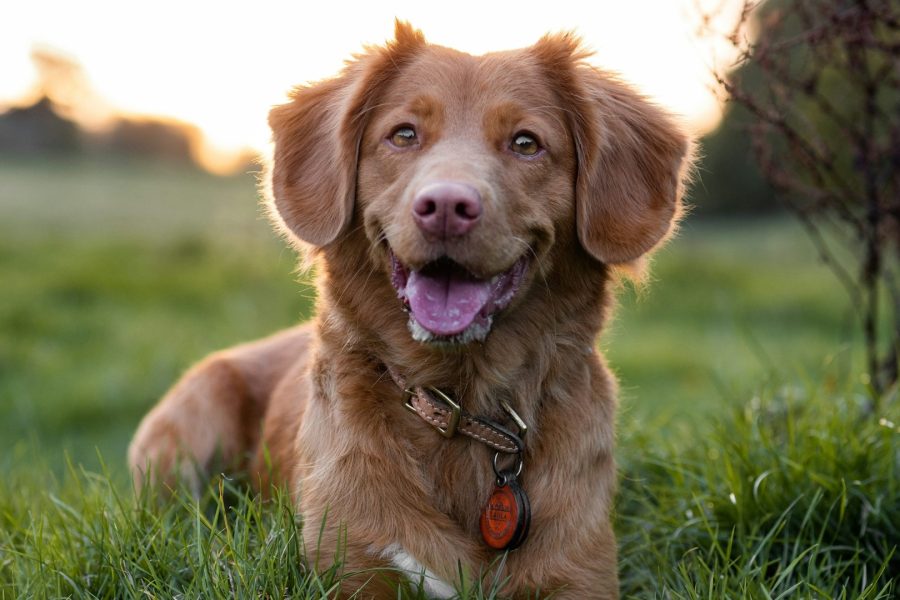 A brown dog sitting in grass in warm outdoor light.