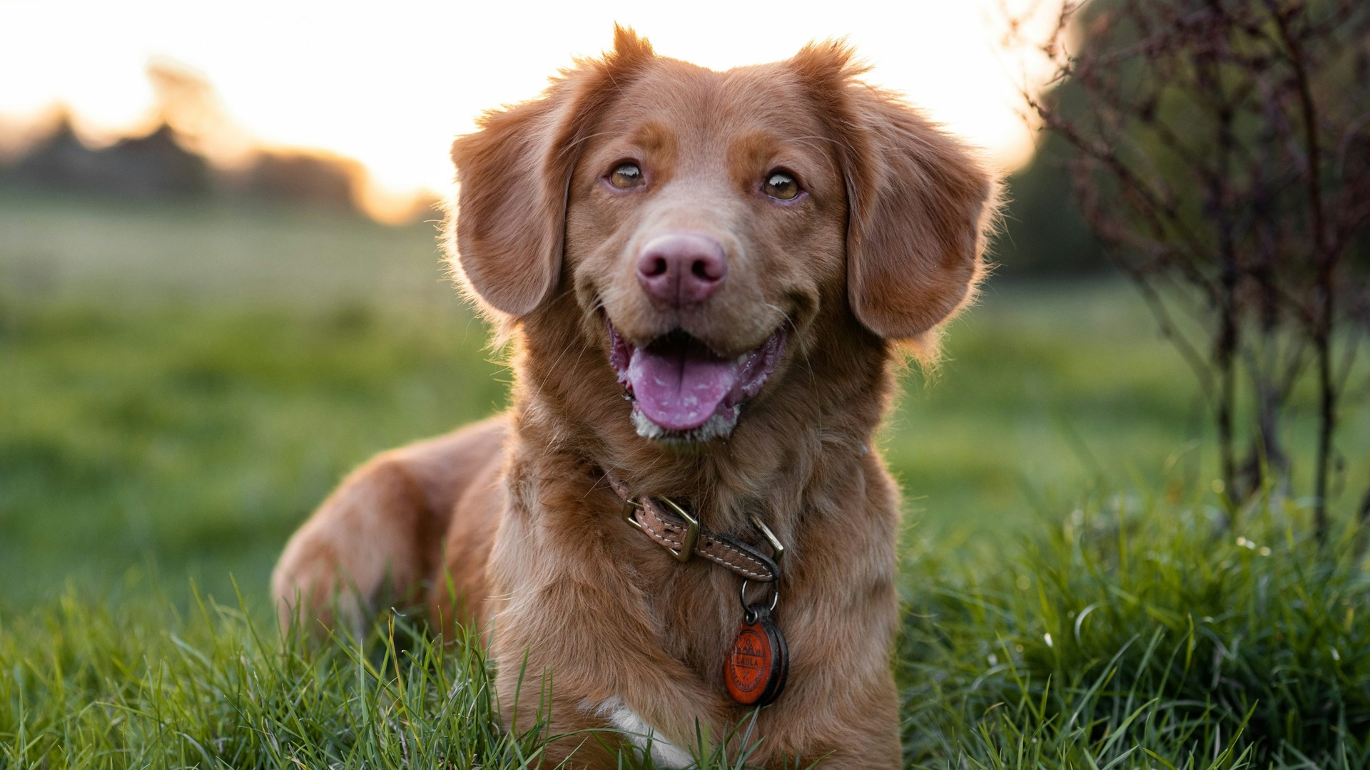 A brown dog sitting in grass in warm outdoor light.