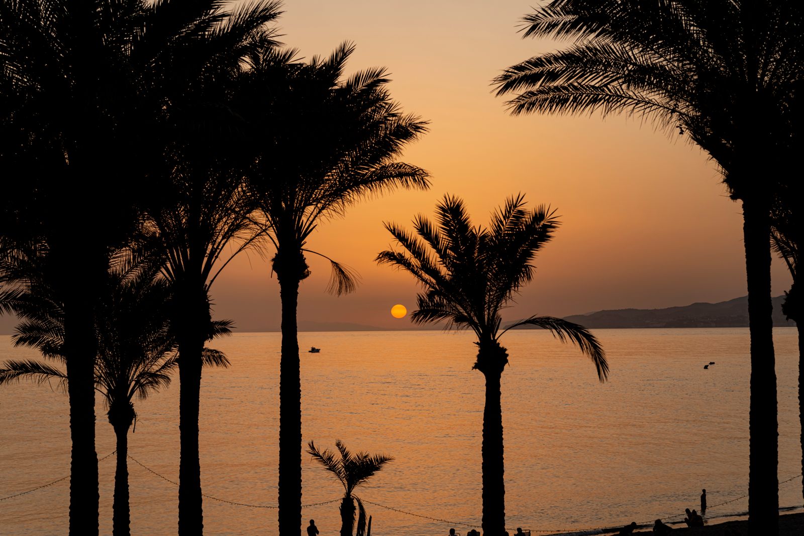 Silhouettes of palm trees against an orange sunset sky above a calm coast