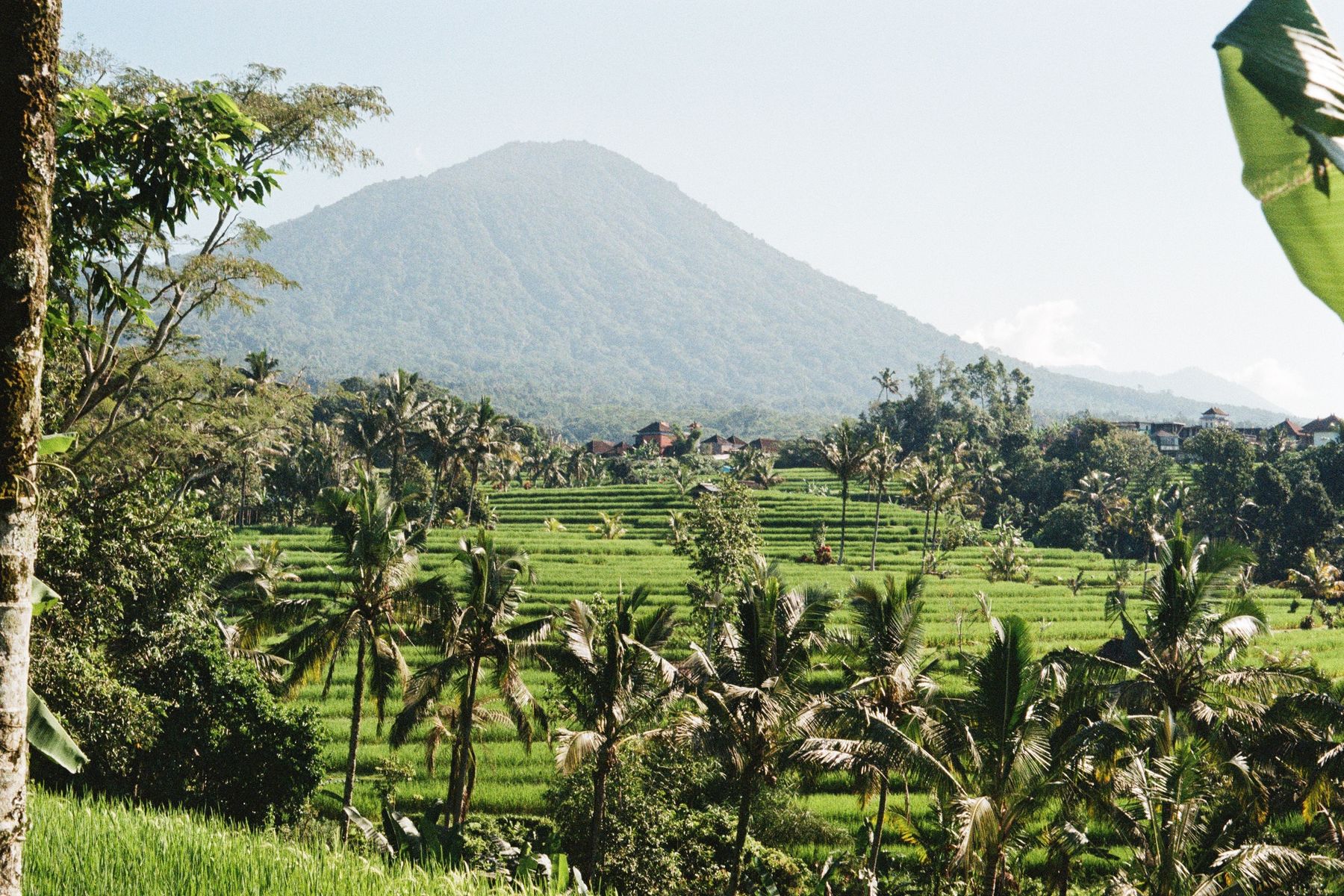 Green rice terraces and palm trees in Bali with a volcano rising in the distance