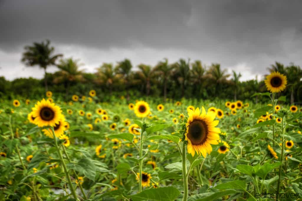 A sunflower field under a dark dramatic storm sky