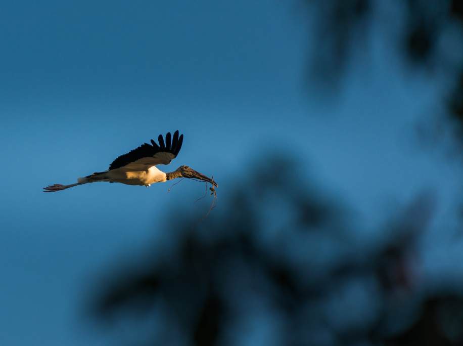 Paurotis Pond: flight over the water