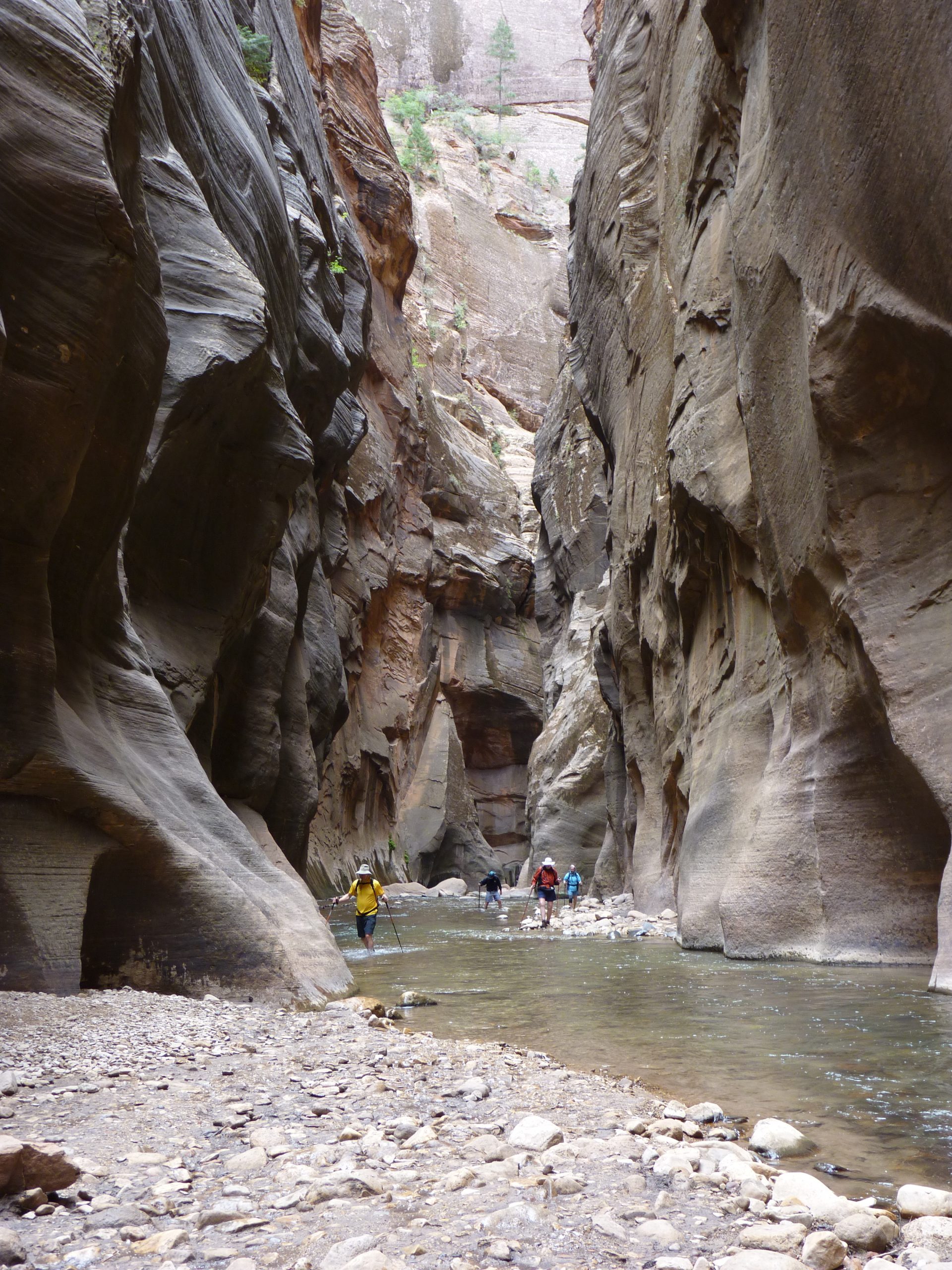Hikers wading the Virgin River where Zion Canyon closes to a slot, NPS photo by Marc Neidig