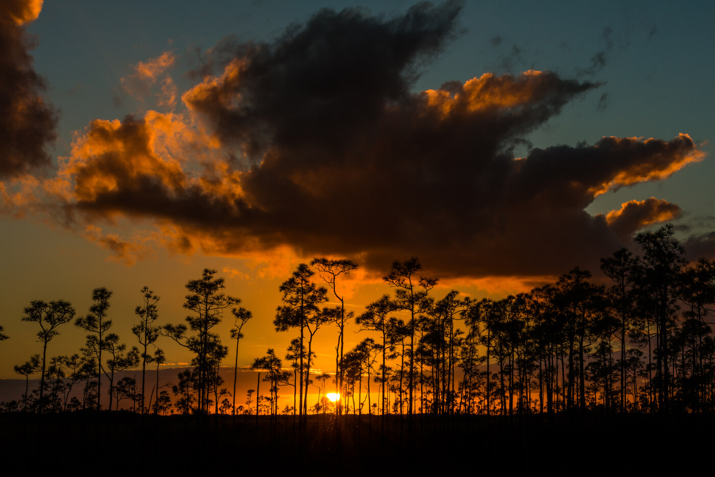 Silhouetted pine trees against an orange sunset sky with dark clouds above and the sun low on the horizon