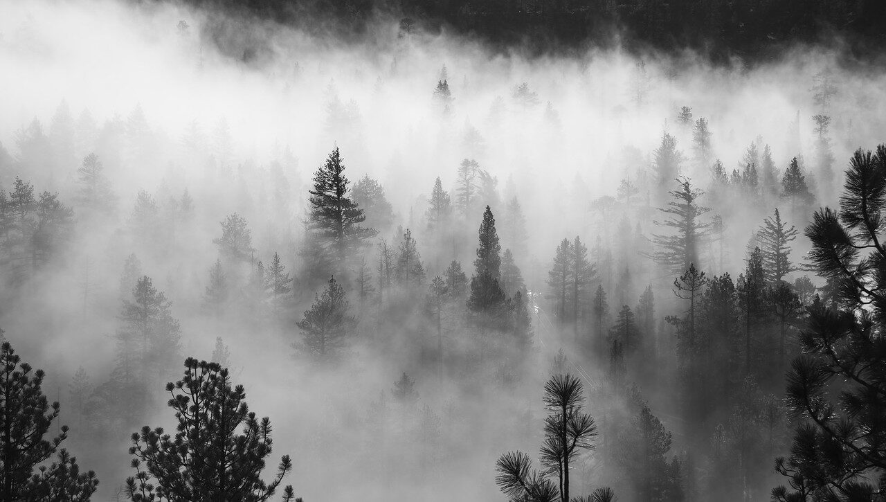 Black and white fog drifting through a pine forest
