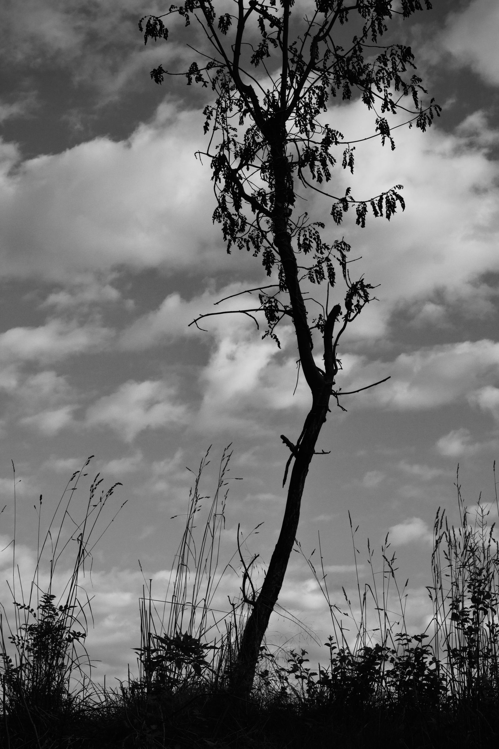 Lone tree silhouette against a cloudy sky