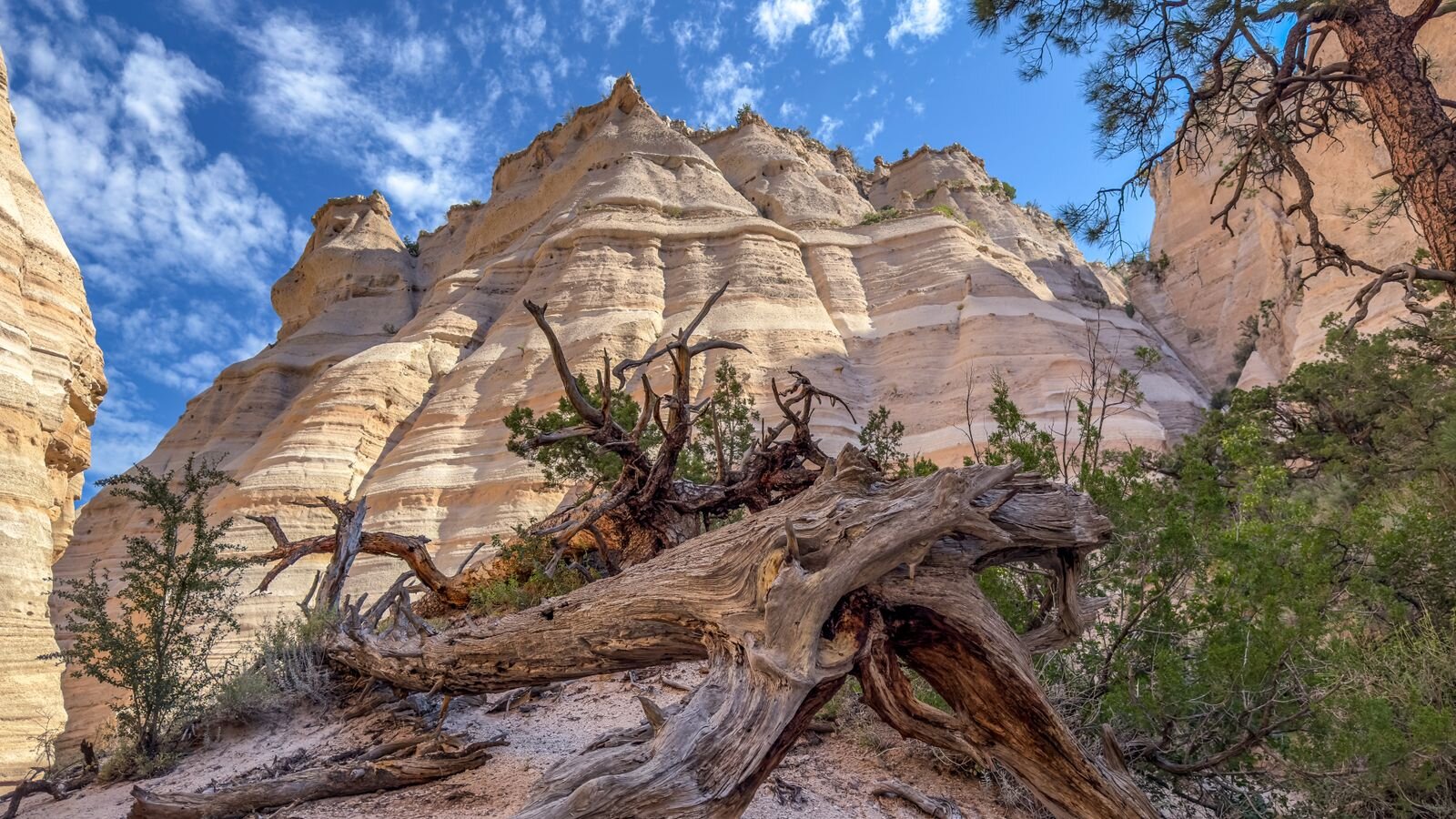 Cone-shaped sandstone formations and a twisted dead tree at Kasha-Katuwe Tent Rocks, New Mexico