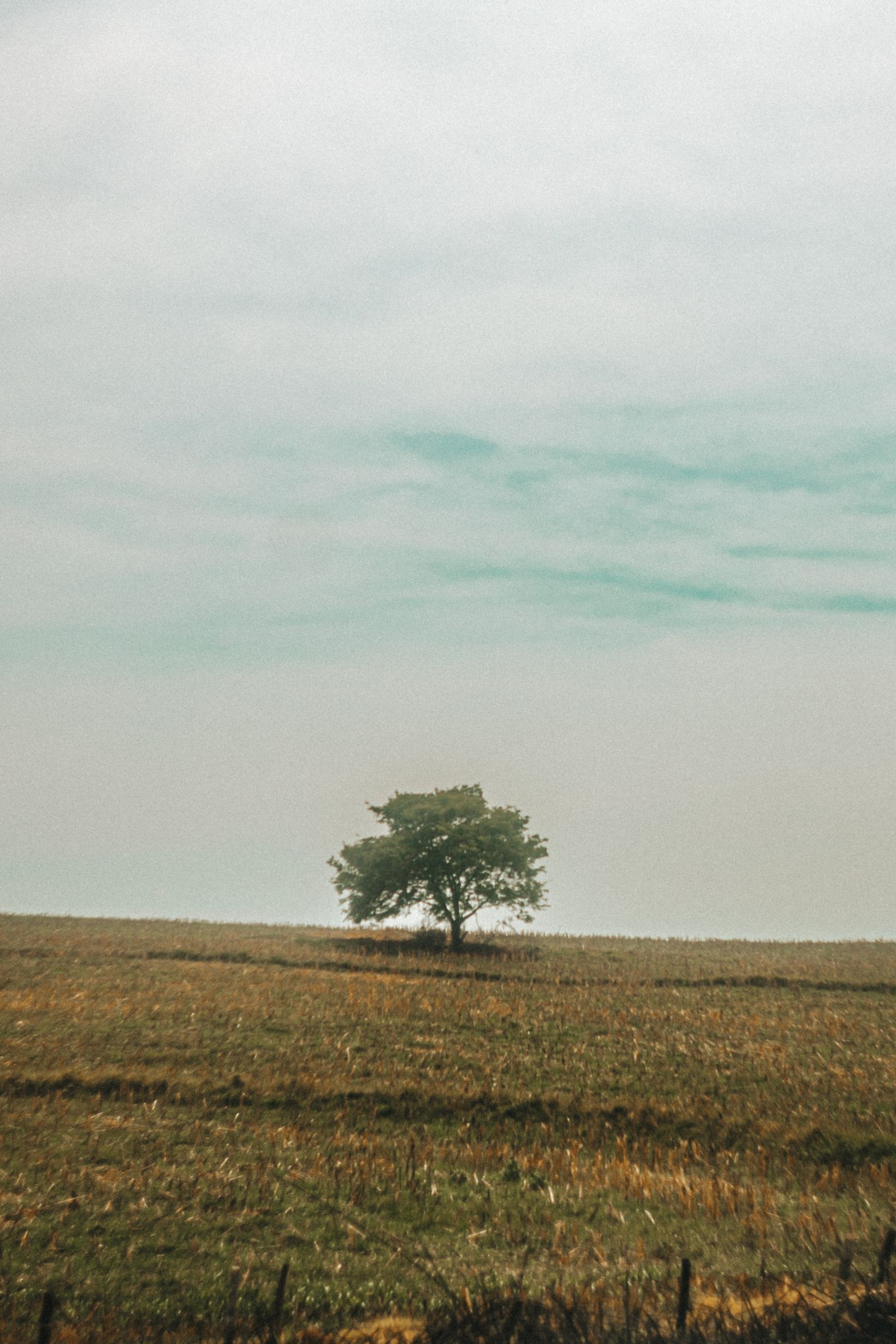 Lone tree in an open field under a wide sky