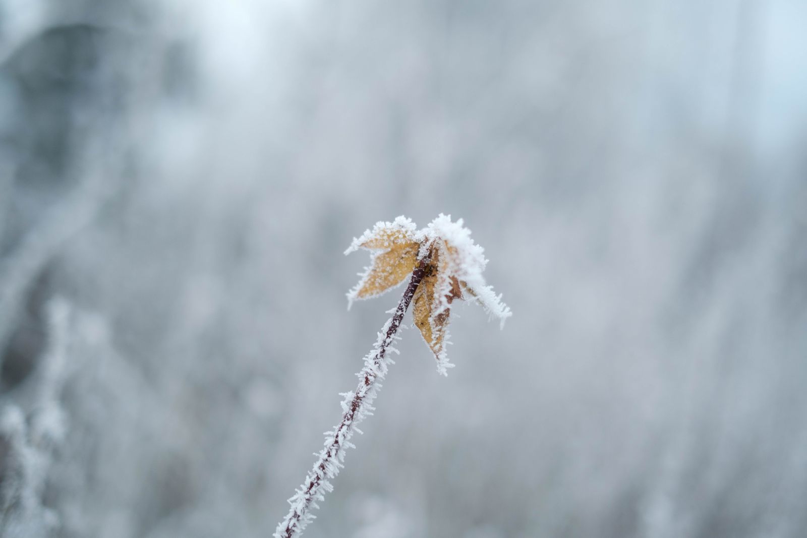 Single frosted plant stem with a small dry leaf covered in ice crystals, against a soft gray winter background