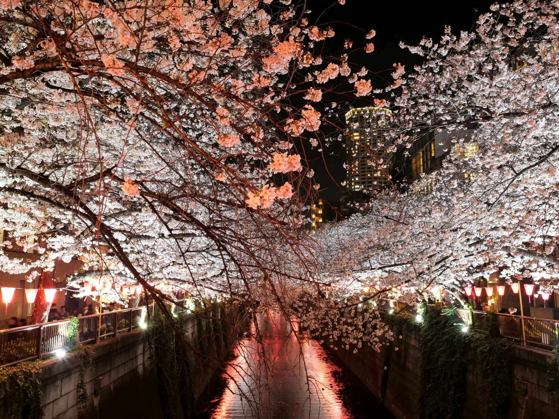 Illuminated cherry blossom and lanterns reflected in Meguro River at night in Tokyo