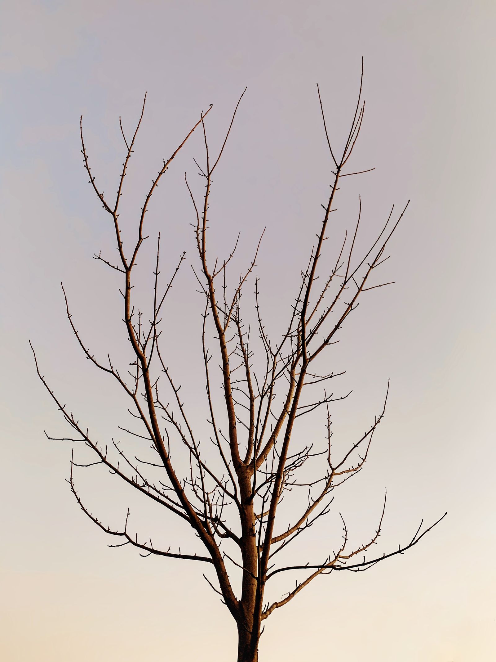 Bare tree against a pale white sky